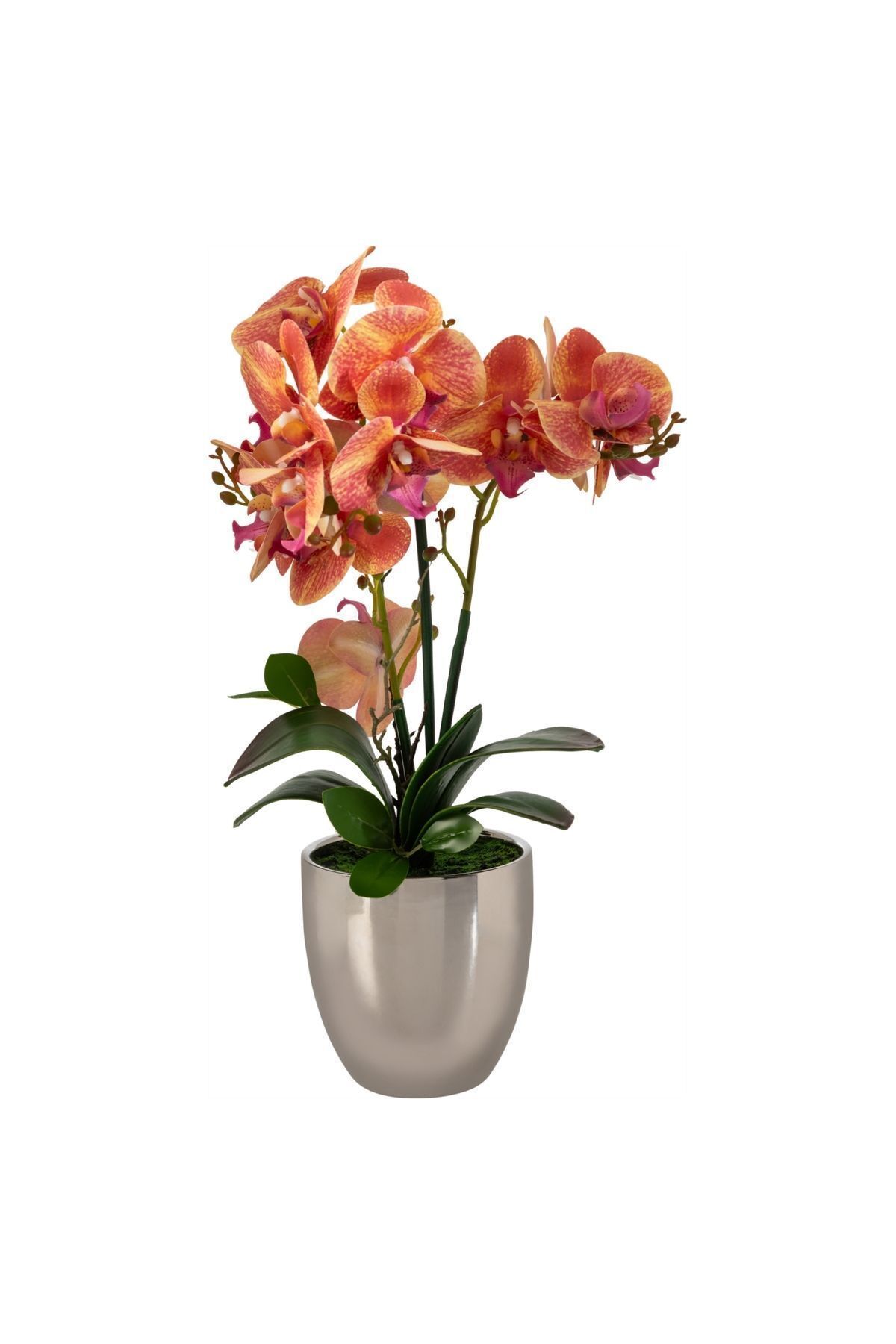 Mudo Concept Flora Saksılı Orkide 26x13x45 Cm