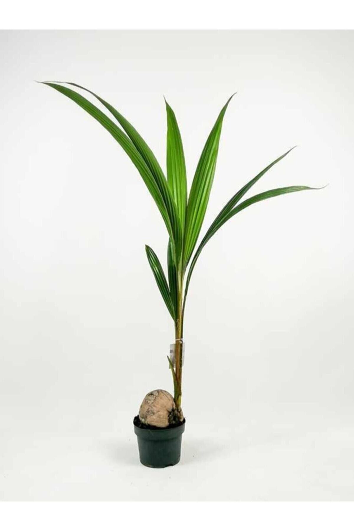 CRAPS Coconut Palm - Cocos Nucifera - Cocos - Coconat Palmiyesi 130-140 Cm