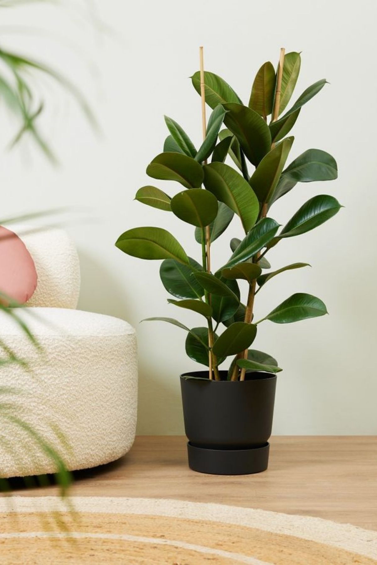 Garden Online Ficus Elastica Robusta - İki Gövdeli Kauçuk Canlı Salon Bitkisi 80 - 100 cm