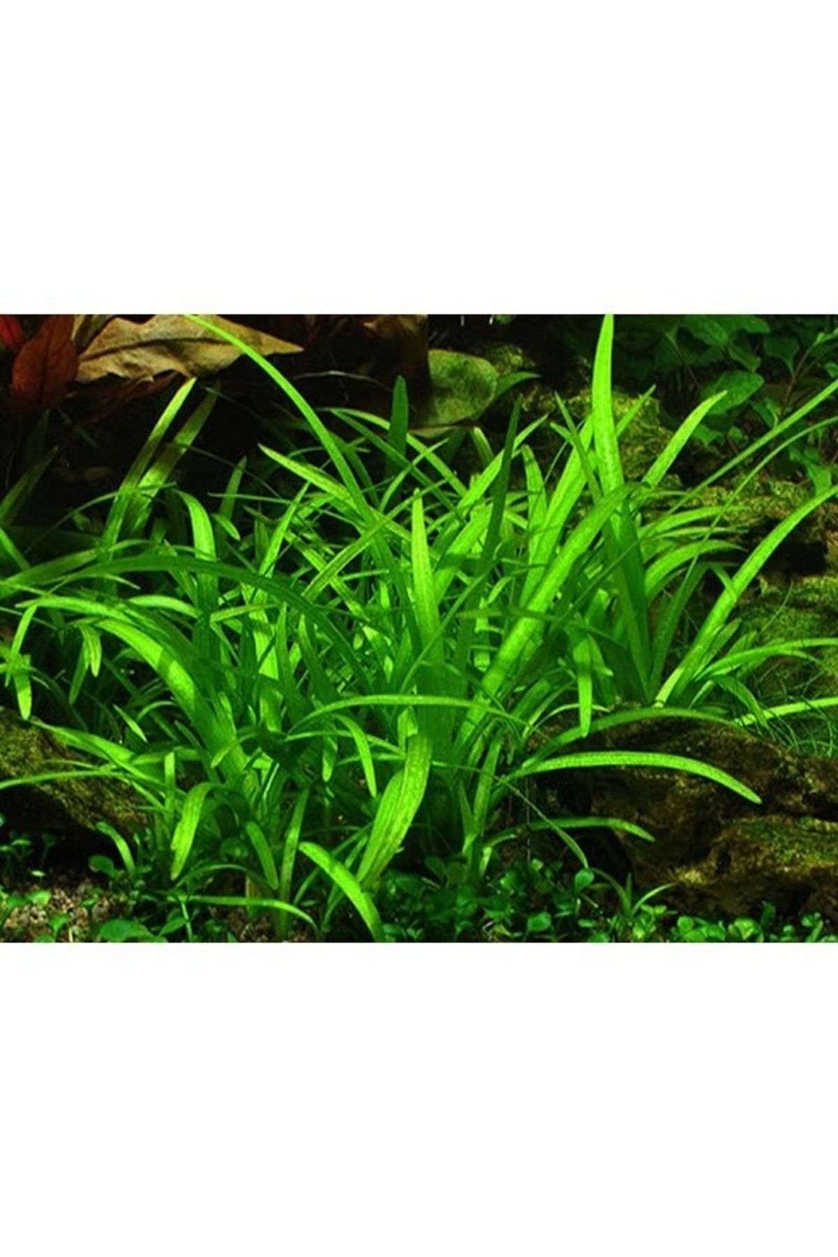 Marimo Scape Sagittaria Subulata
