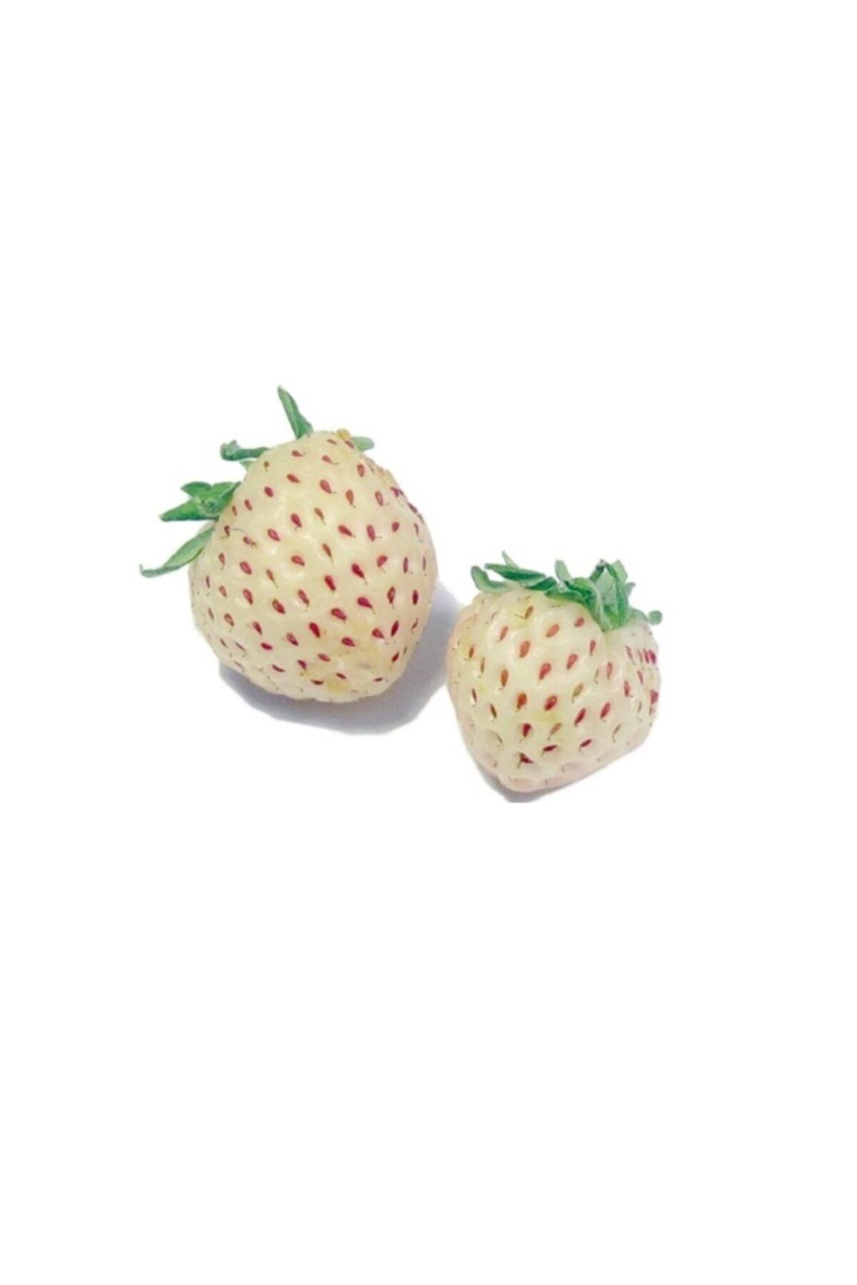 Fidanistanbul Çilek Fidesi Beyaz Çilek (pineberry), Askılı Saksıda