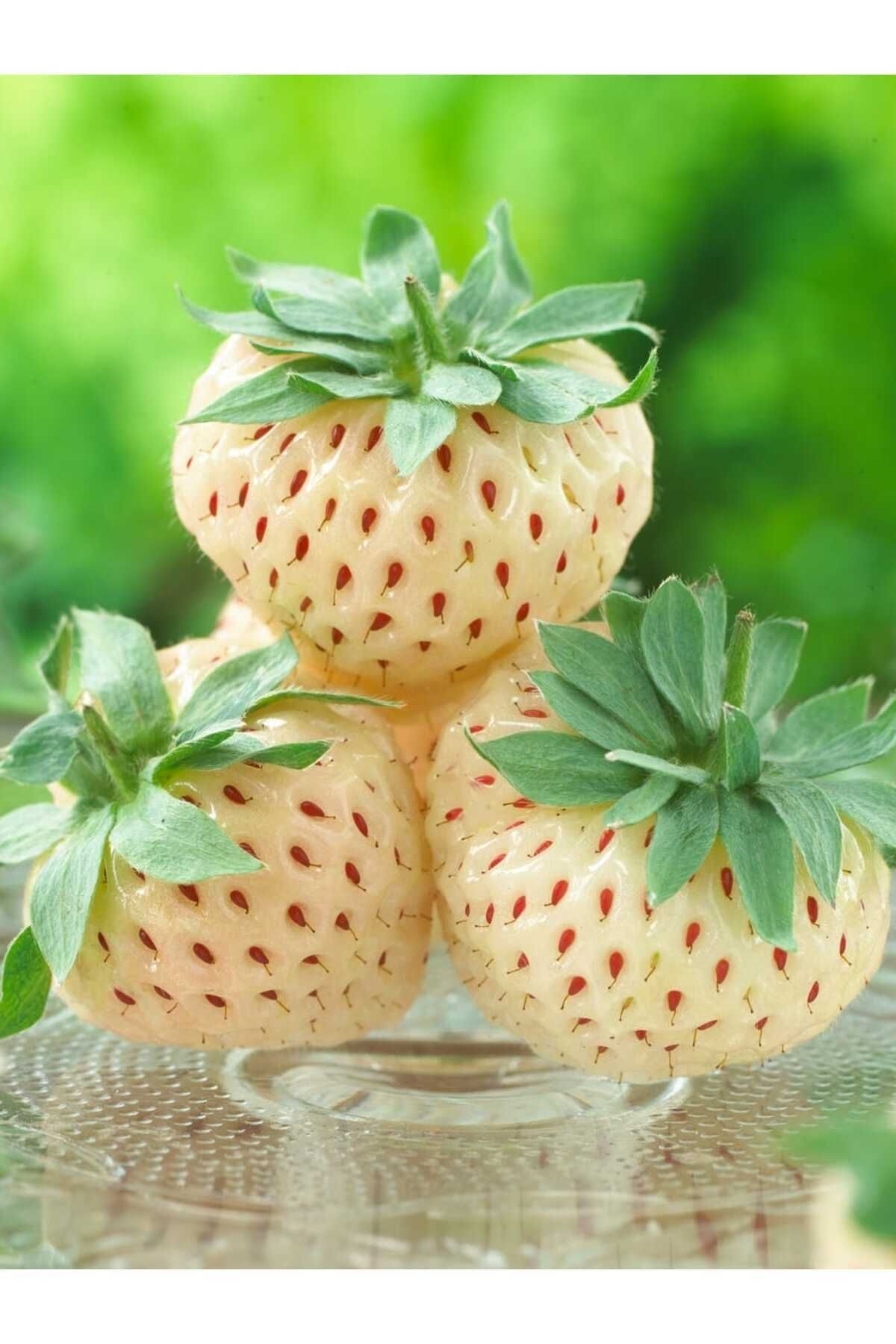 Vasada Beyaz Çilek Fidesi Pineberry 9x7 Cm Renkli Saksıda