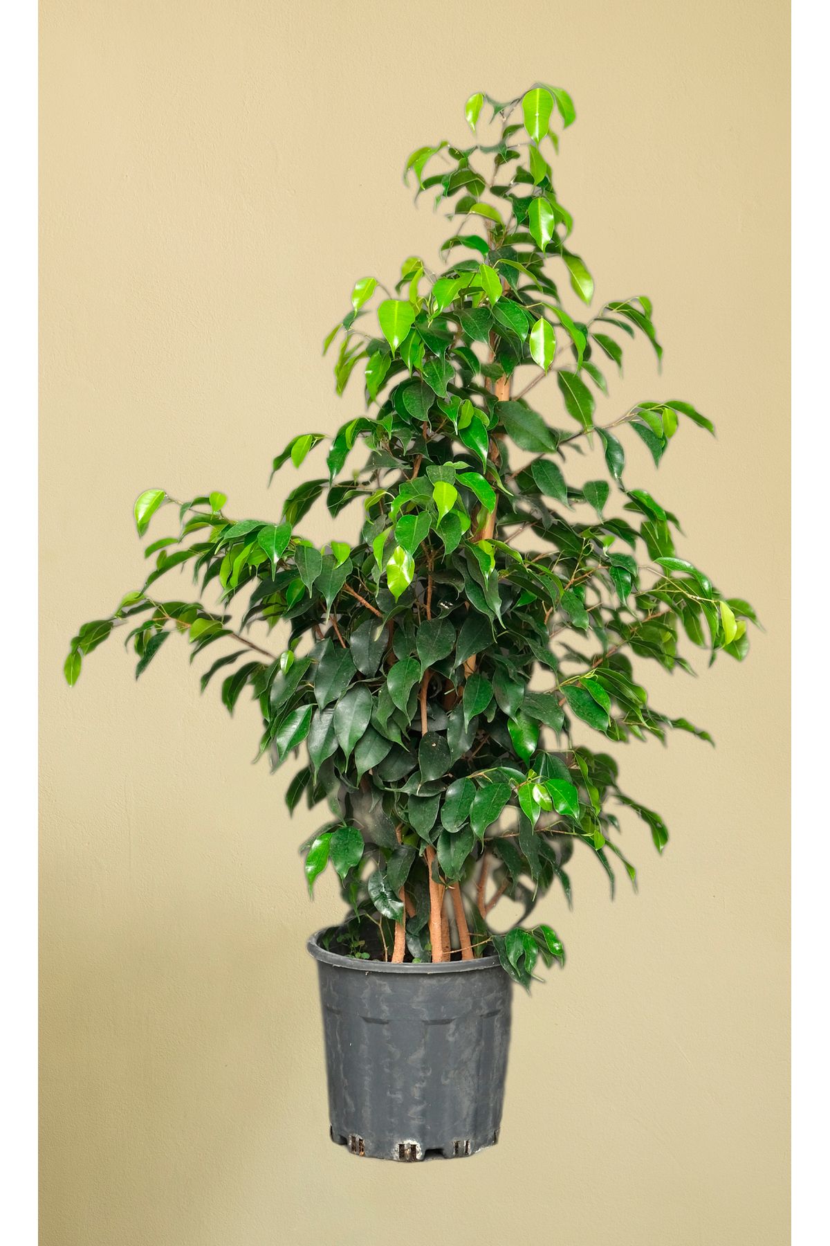 muse botanic Benjamin Bitkisi - Ficus Benjamin - 100 110 cm
