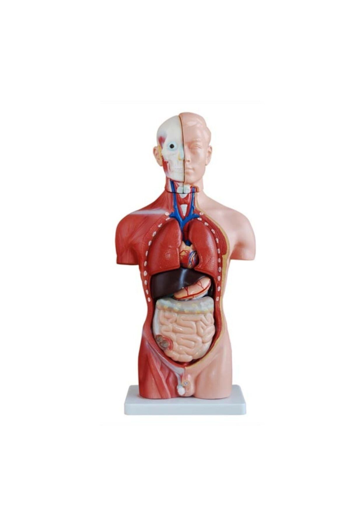 Genel Markalar Insan Organ Maketi - Insan Anatomi Maketi, Erkek - 42 Cm - 13 Parçalı