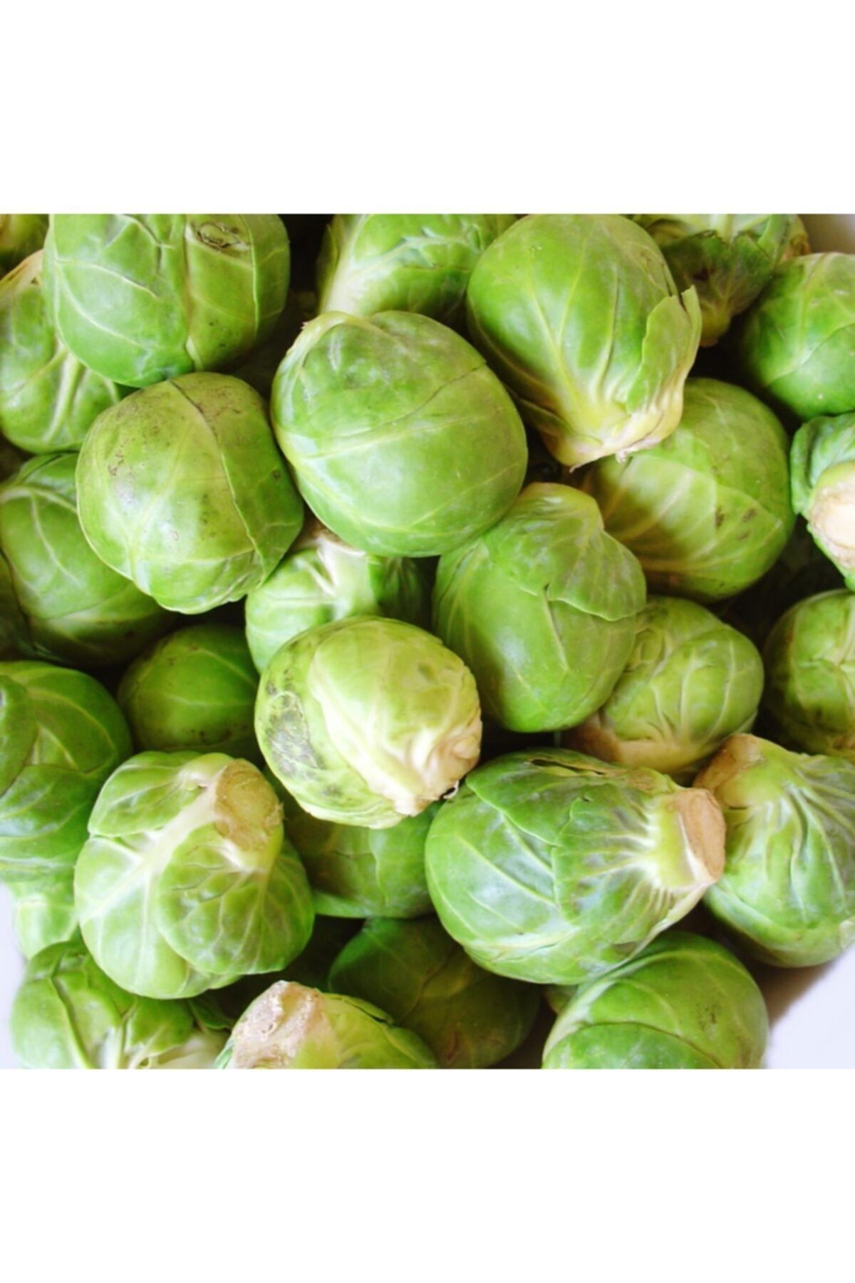 GARDENYA TOHUMCULUK Brüksel Lahanası Tohumu