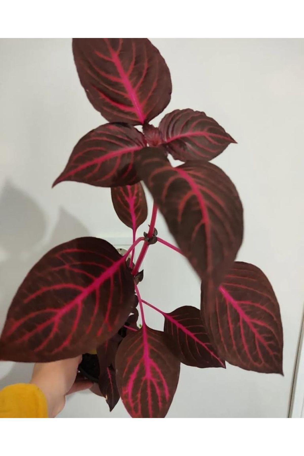 SARMASK Cingene Salvari Cicegi Fidesı (30-40cm ) Yaprak Güzeli Cicegi