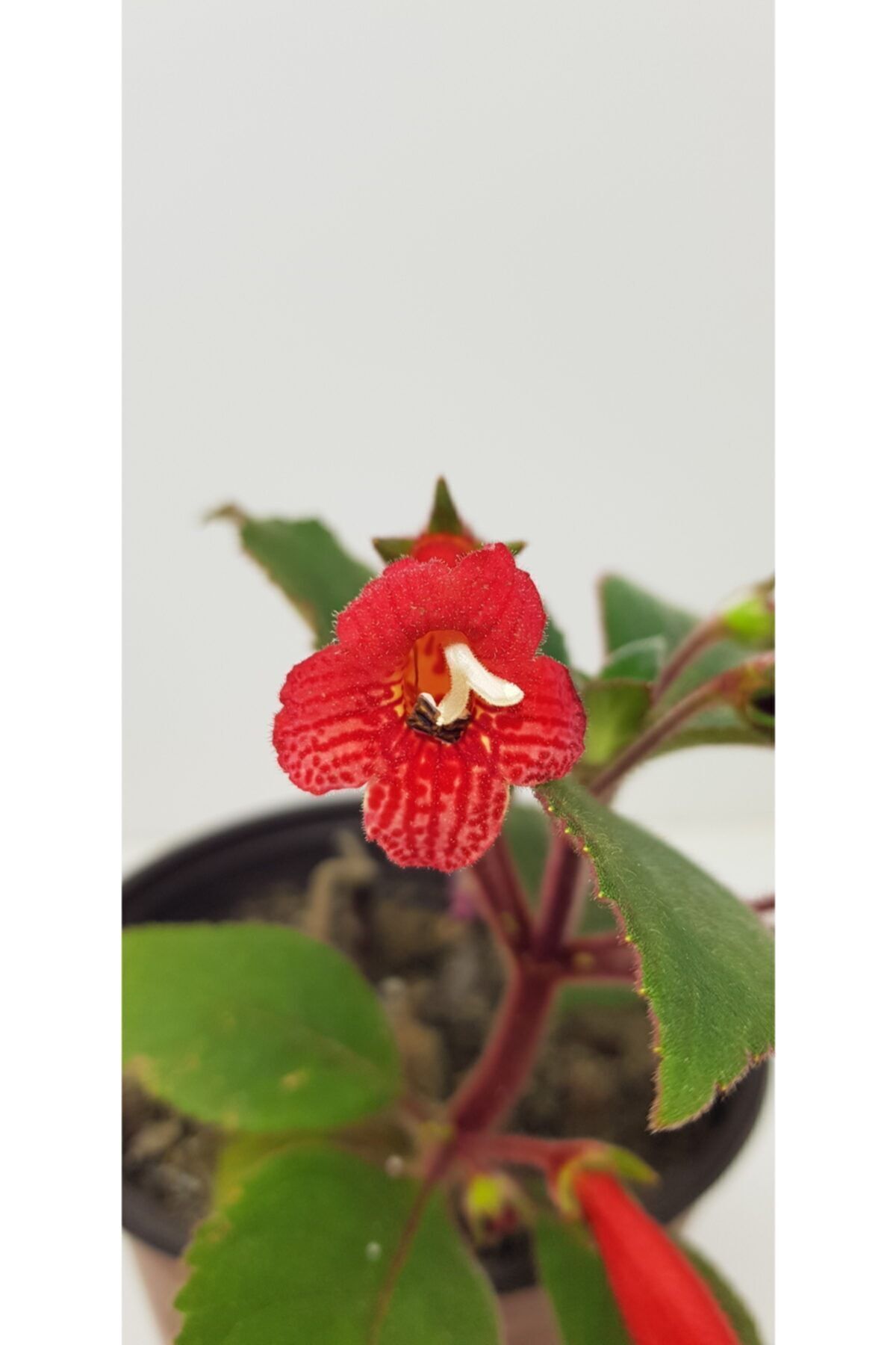 Genel Markalar Kırmızı Çiçek Açan Japon Küpelisi (KOHLERIA) 20 Cm