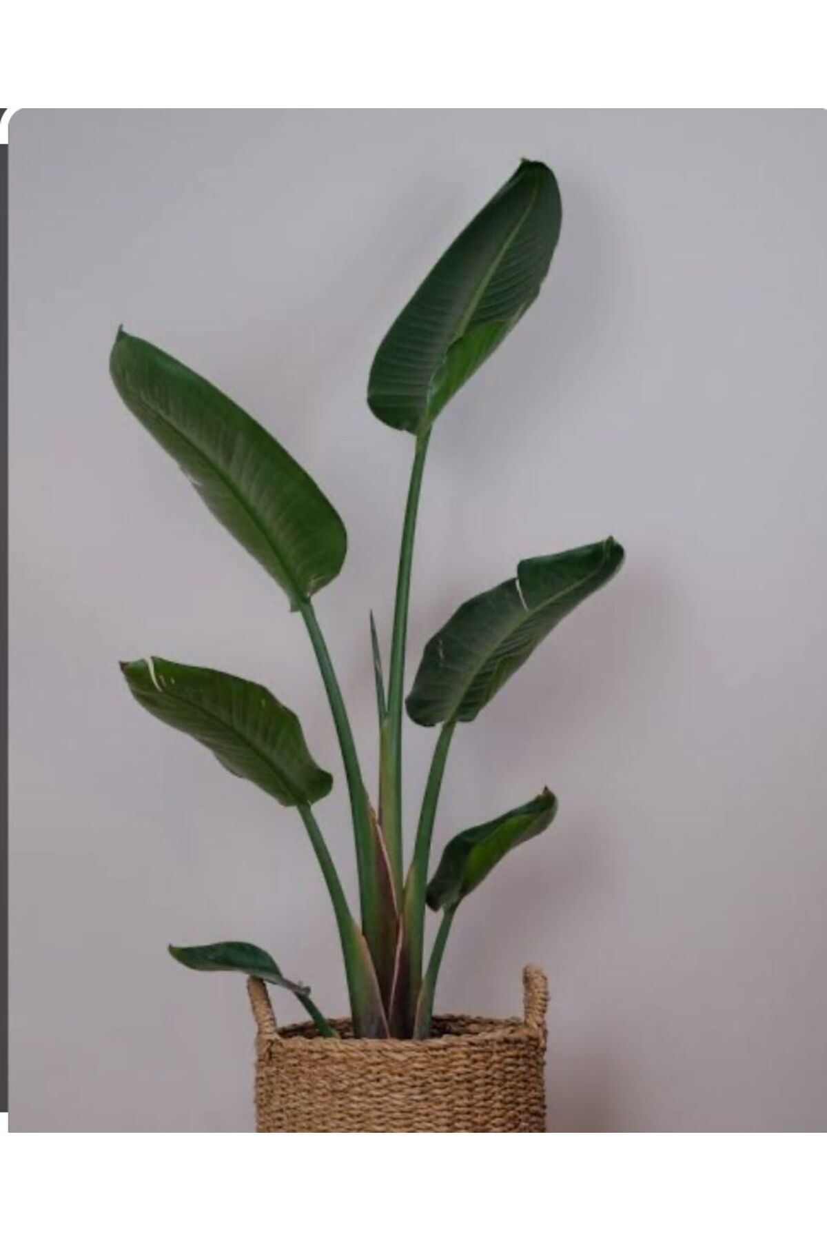 ÇİÇEK EVRENİ Starliçe (Cennet Kuşu Çiçeği) 70-100cm tek kök 23cm saksı çapı