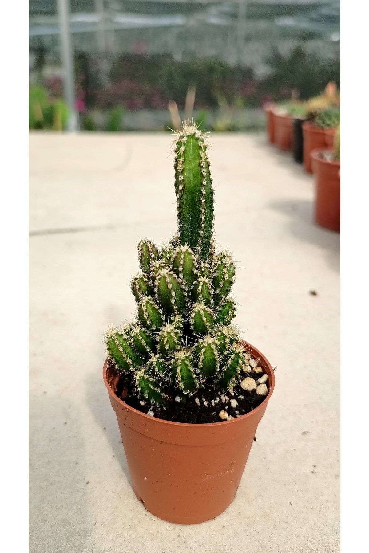 KAKTÜS HER YERDE Cereus Peruvianus Florida Kaktüs- Perili Şato - Radyasyon Emici Kaktüs Sukulent - 5.5cm