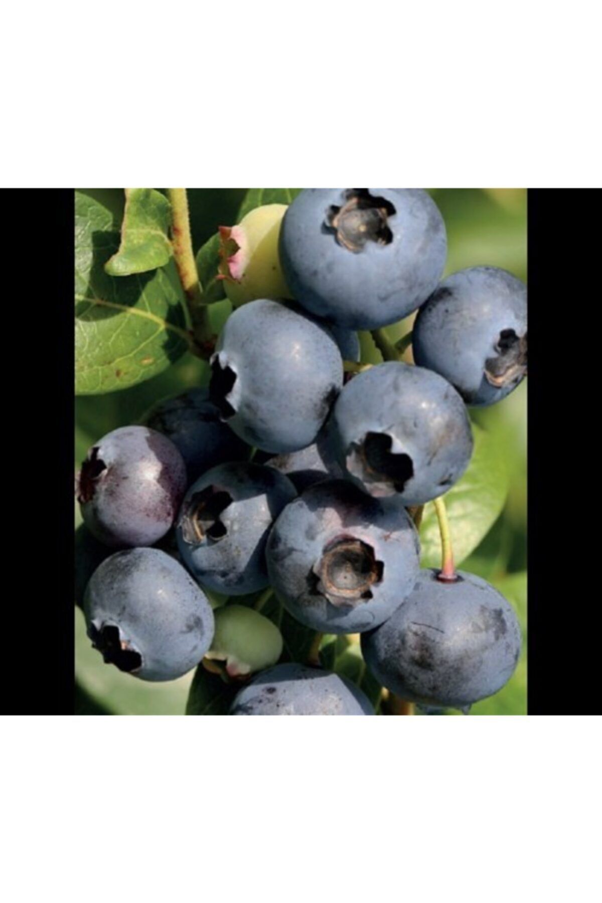 BURSATARIM Elizabeth Yaban Mersini Fidanı ( Likapa - Mavi Yemiş ) Blueberry
