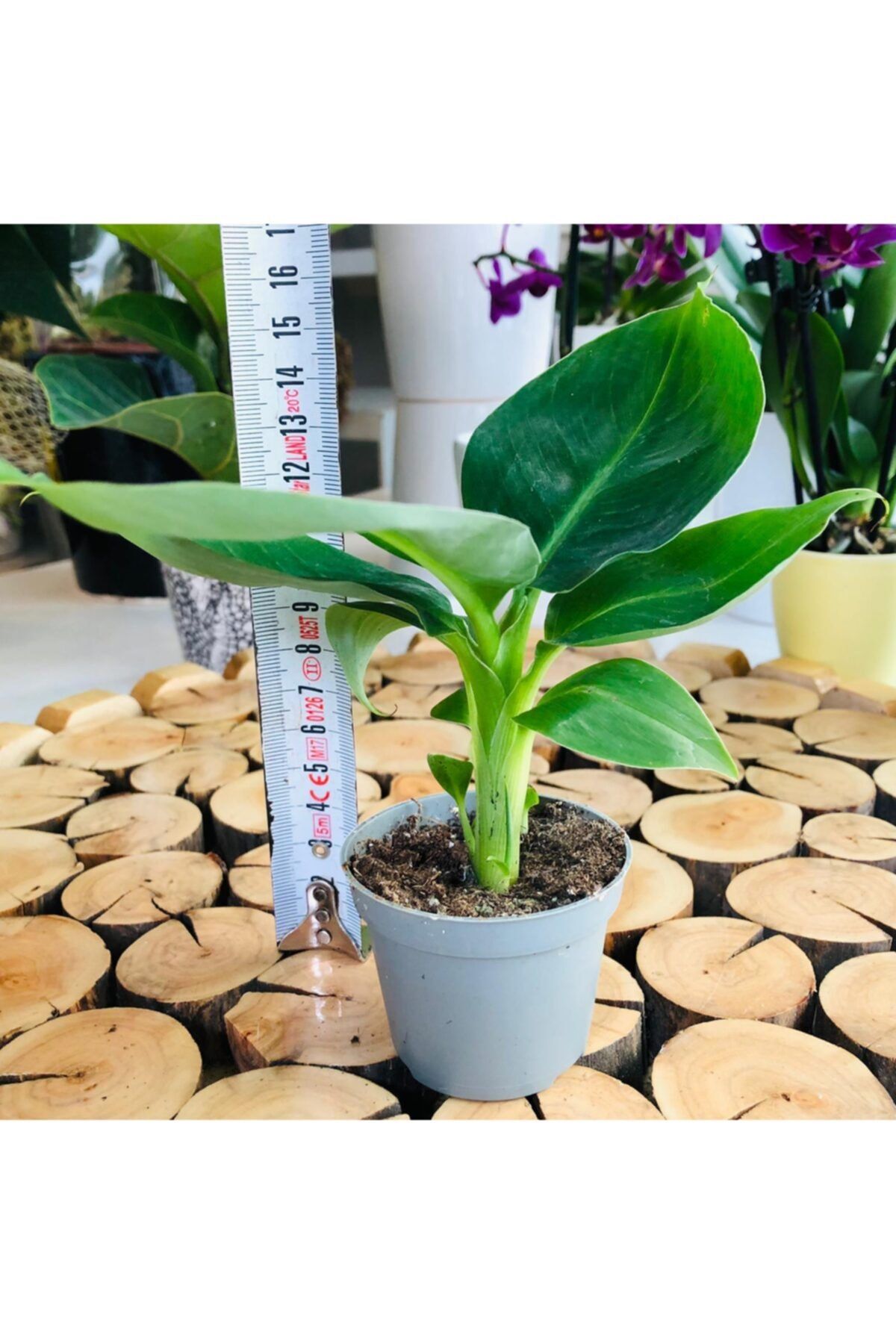Özen Çiçekçilik Musa Cavendishii Banana Bodur Evde Yetişen Muz Ağacı Fidesi