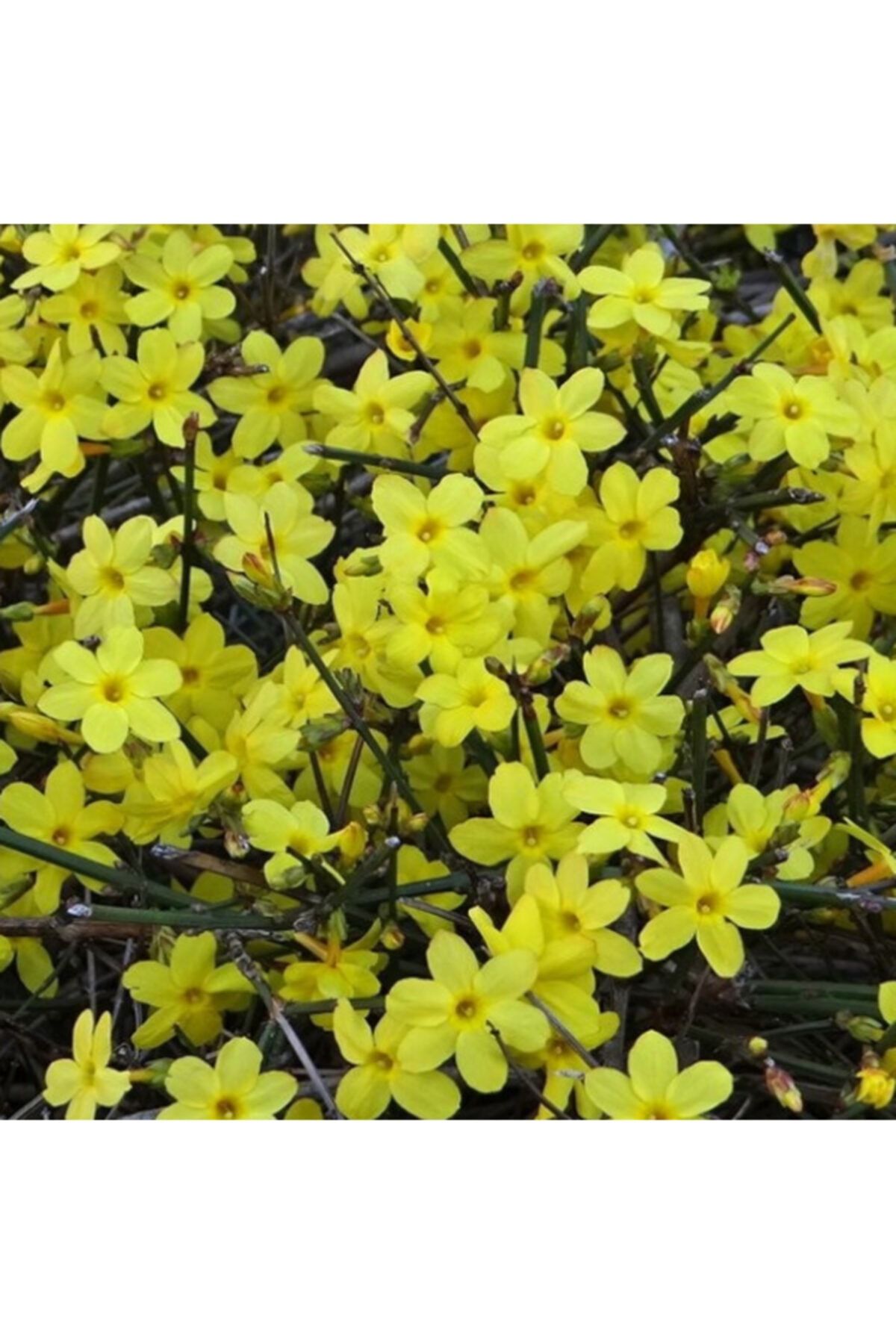 ALİBOTANİK Sarı Yasemin Çiçeği 80 Cm