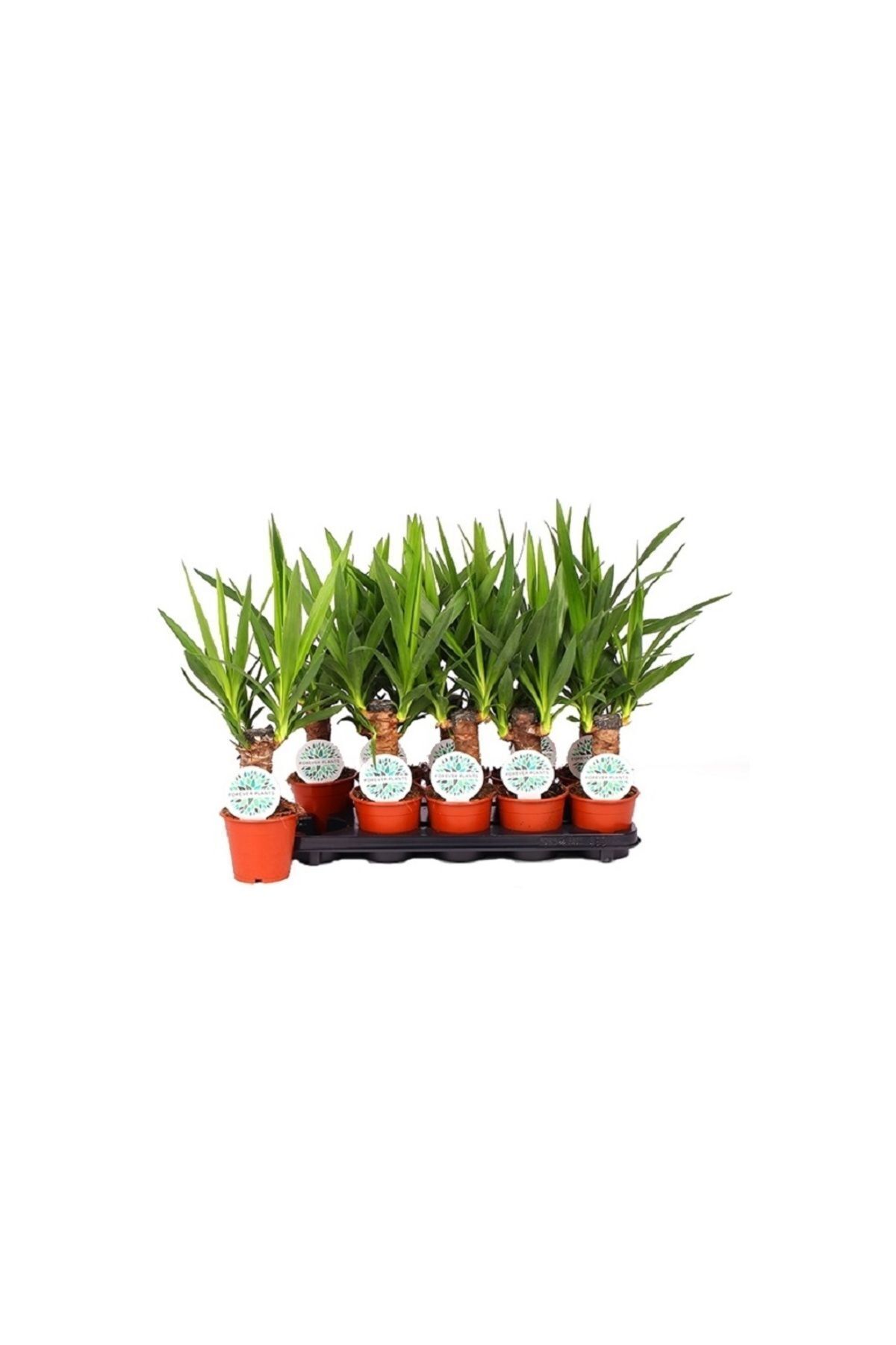 The Best Online Çelik Yucca, 15-30 Cm, 3 Adet