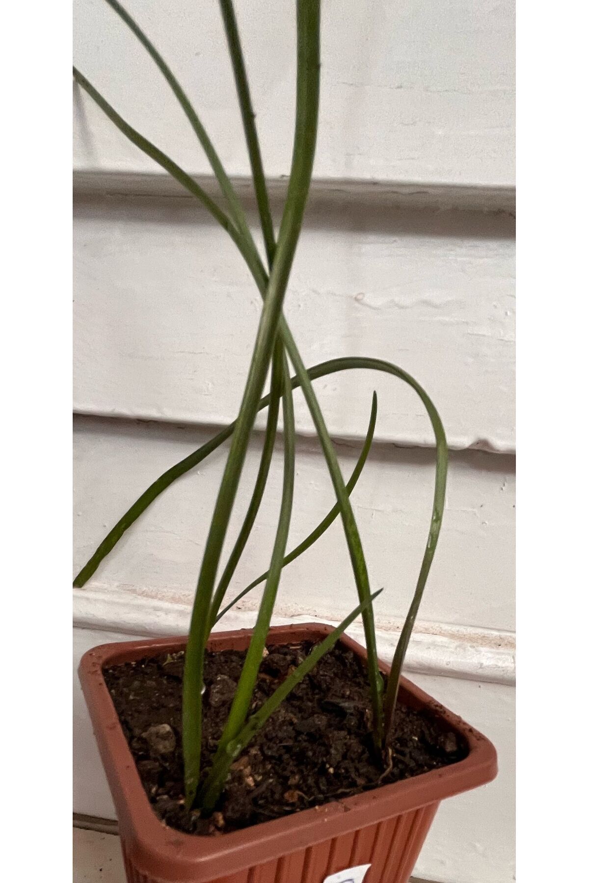 ATABEY ÇİÇEK Zıpçıktı Çiçeği Pembe Zephyranthes