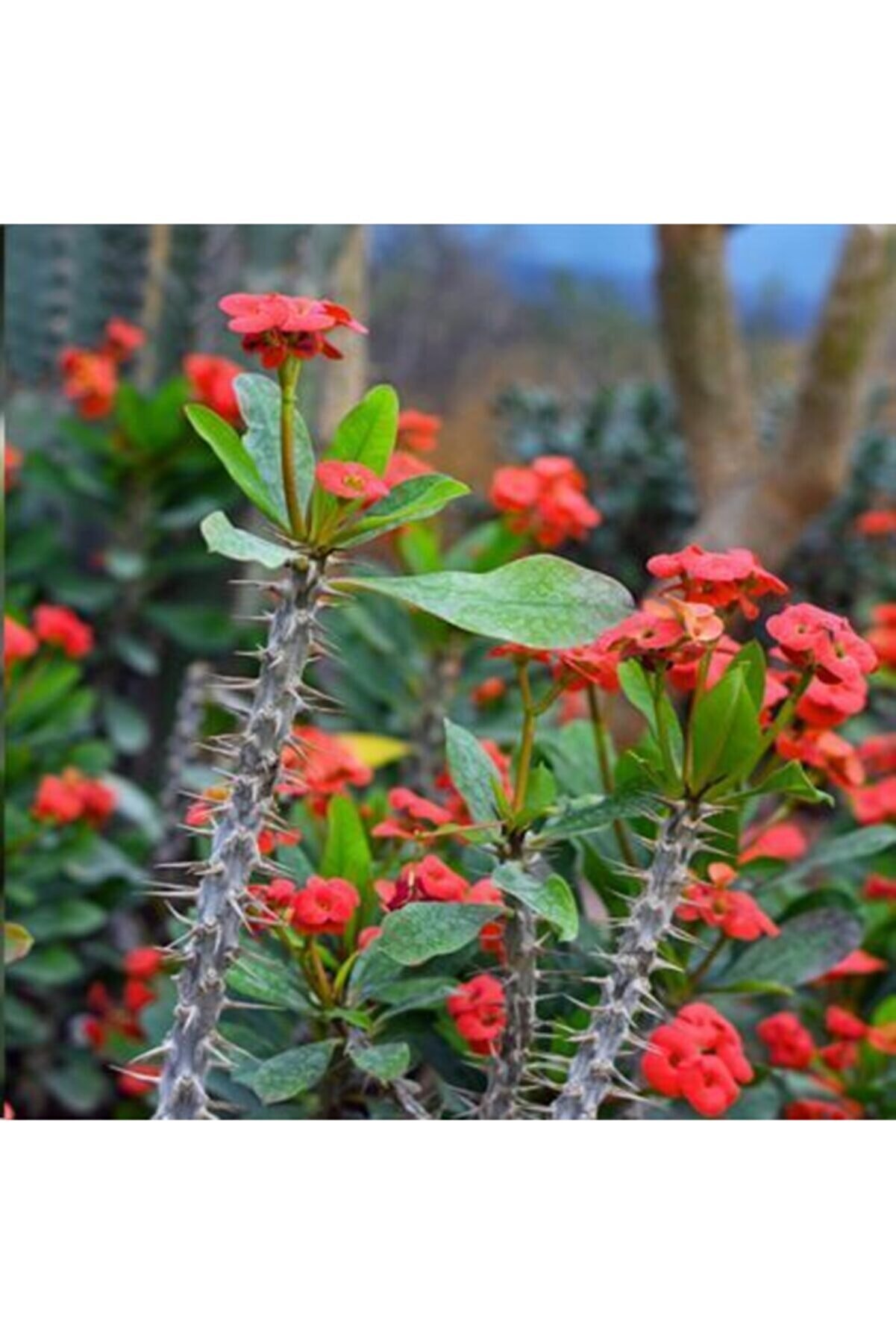 ALİBOTANİK Dikenler Tacı Çiçeği Kırmızı Euphorbia Milli 15 cm