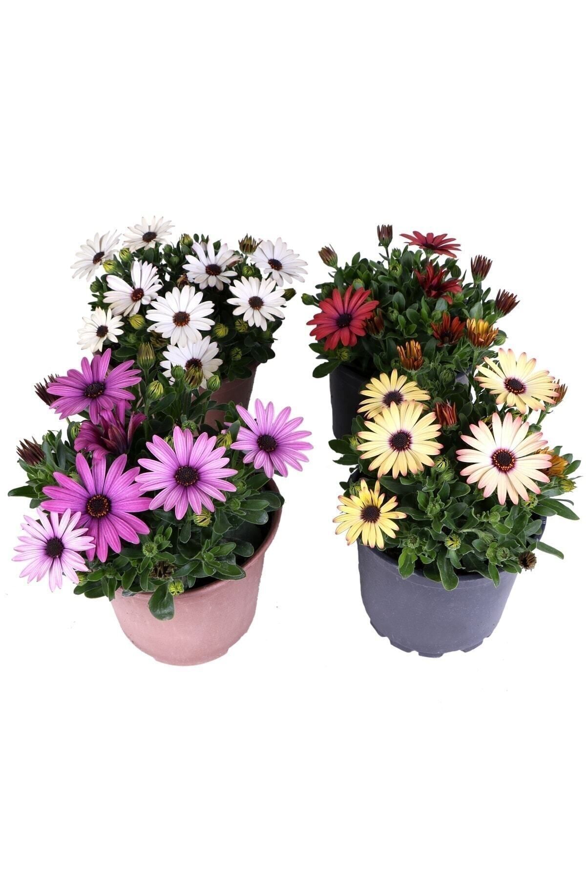 Genel Markalar 4 saksı Bodrum Papatyası - Osteospermum - Saksı'da Canlı Çiçek - 4lü Miks
