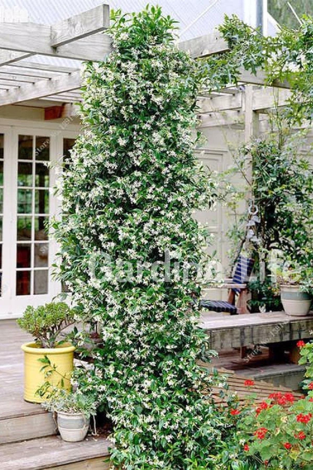 Gardina Arap Yasemini Fidanı Kokulu Rhyncospermum Jasminoides