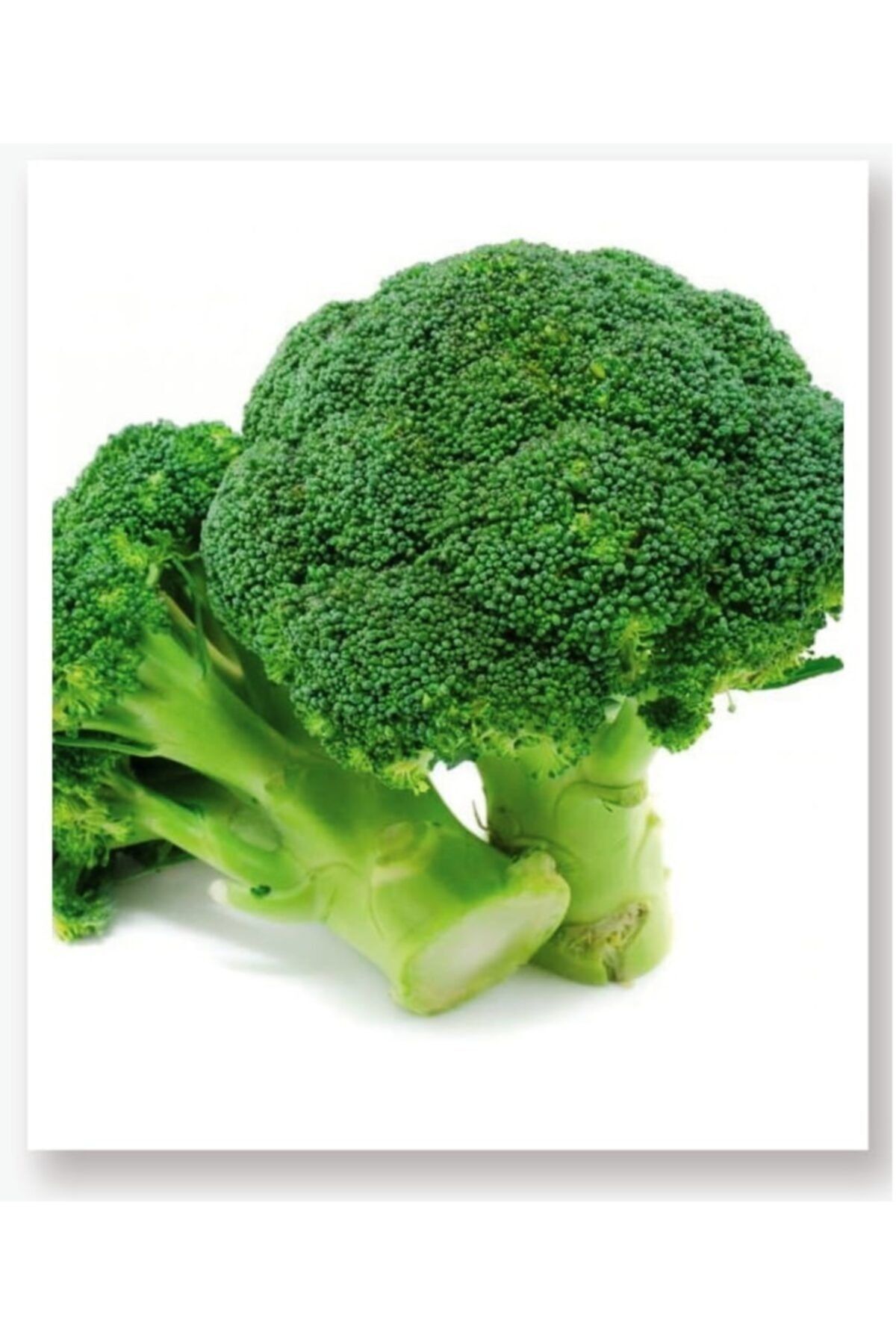 AGRODAL TARIM Yerli Doğal Brokoli Çeşit Rapid 100 Adet Sebze Tohumu