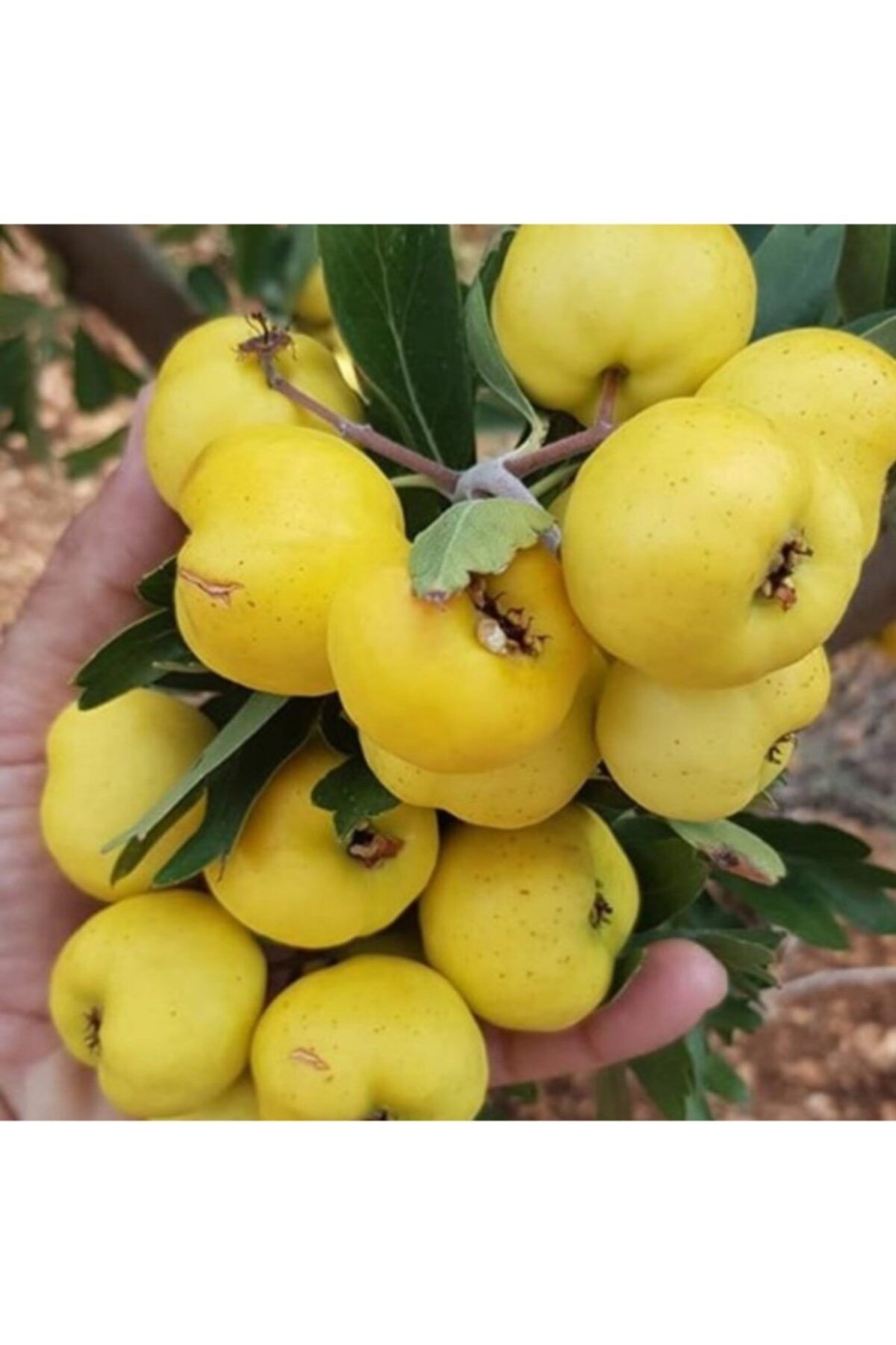 ASES Tüplü Aşılı, Iri Meyveli Sarı Belen Alıç Fidanı
