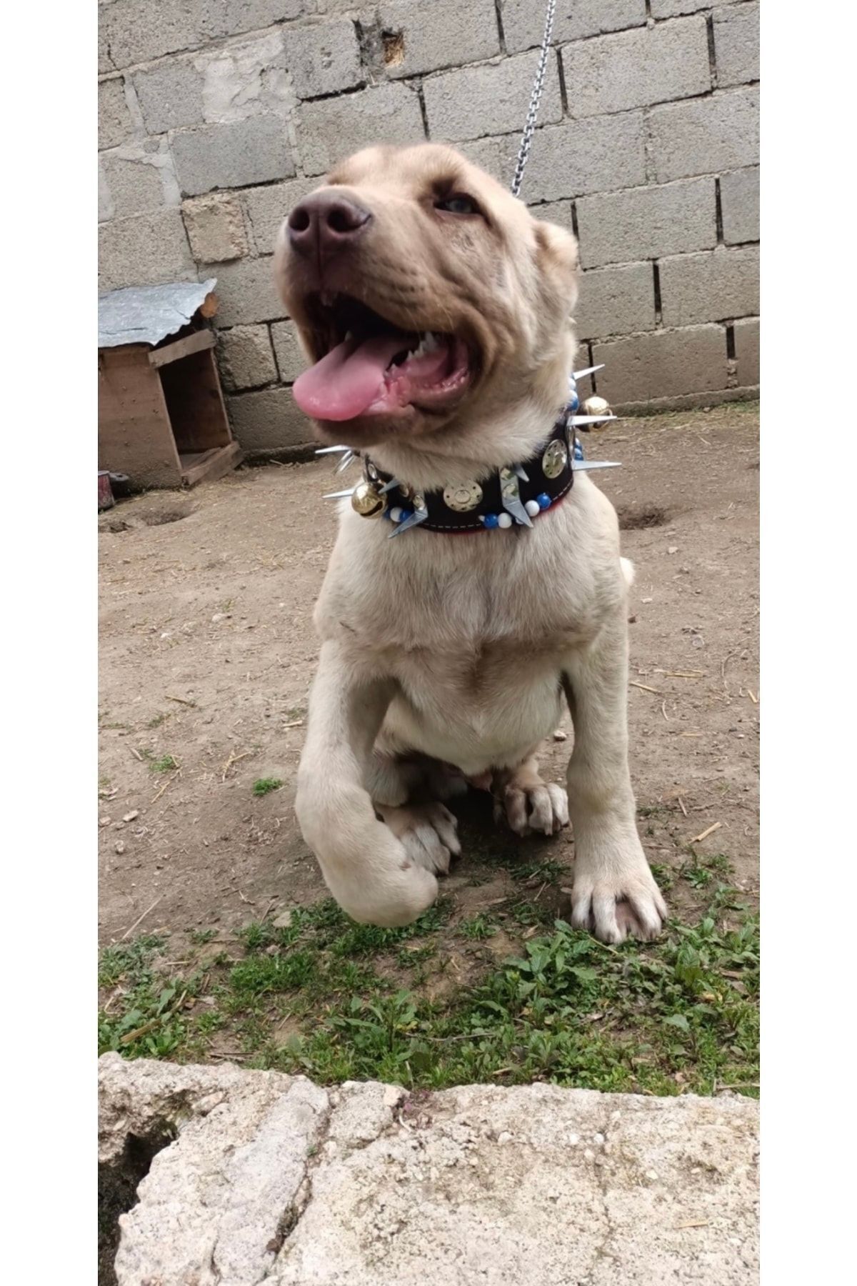 Sürmeli Tasma Yavru Kangal Köpek Tasması Çoban 2 Zilli Hakiki Deri