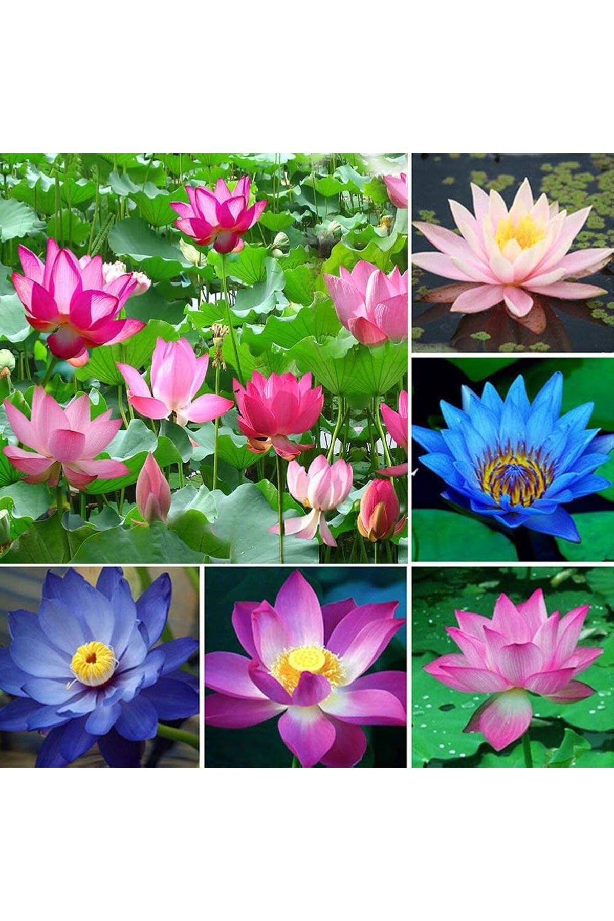 Bade Shop 4 Adet Karışık Renklerde Lotus (Nilüfer) Çiçeği Tohumu