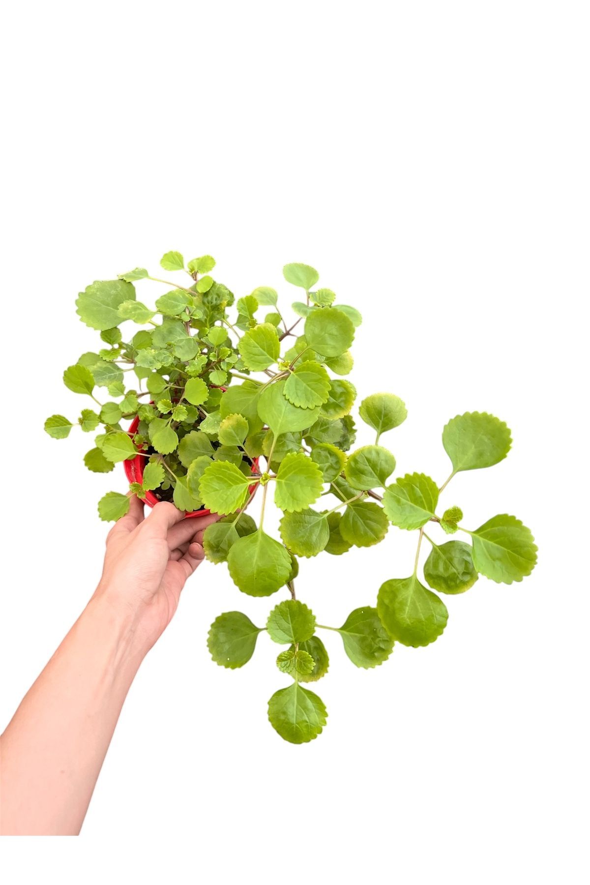 denizingarden Parlak Mustafa Çiçeği: Plectranthus Verticillatus-İsveç Sarmaşığı-Anaç Bitki