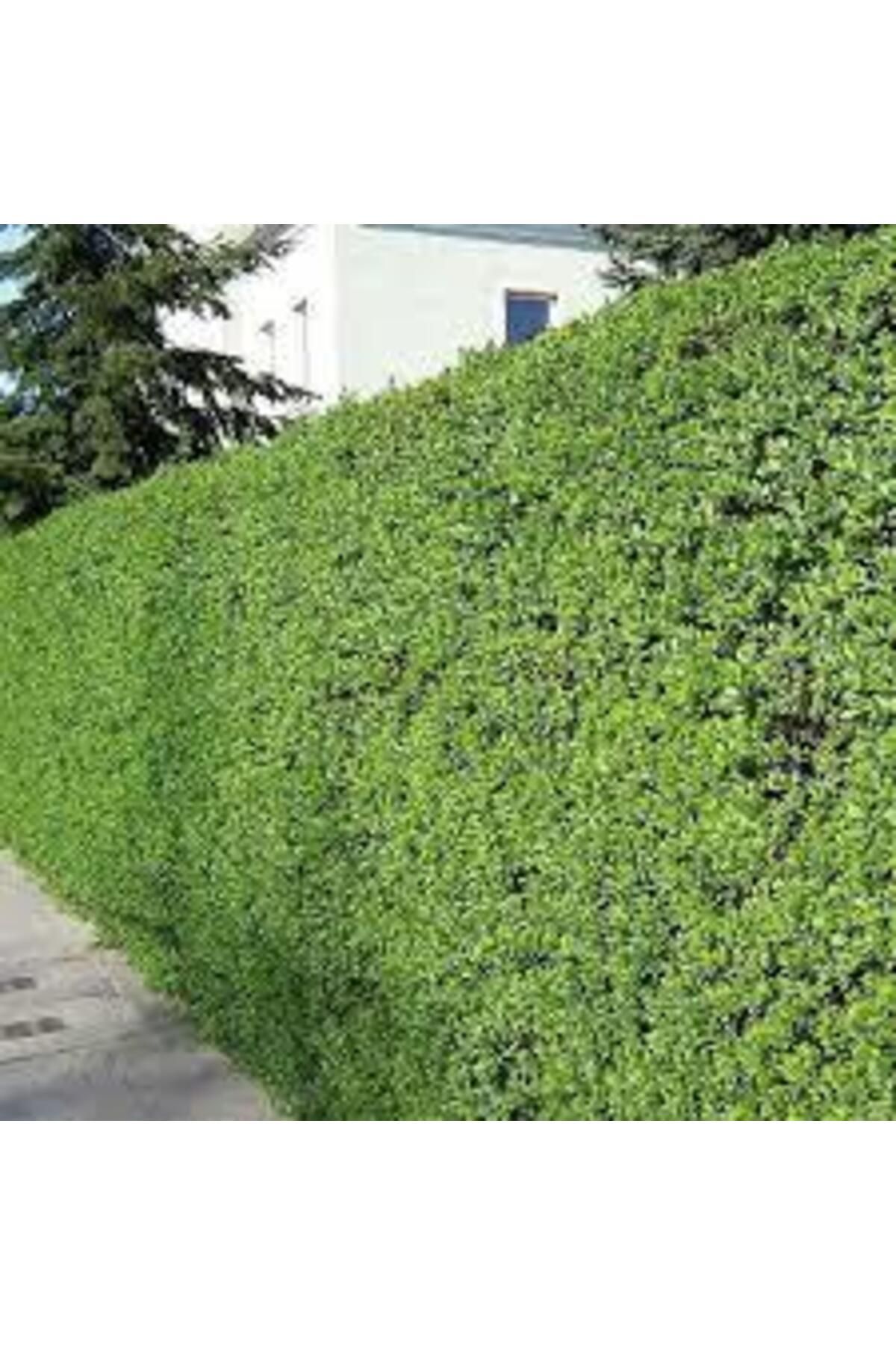 Tunç Botanik Ligustrum Kurtbağrı 30 Adet - Çit Bitkisi