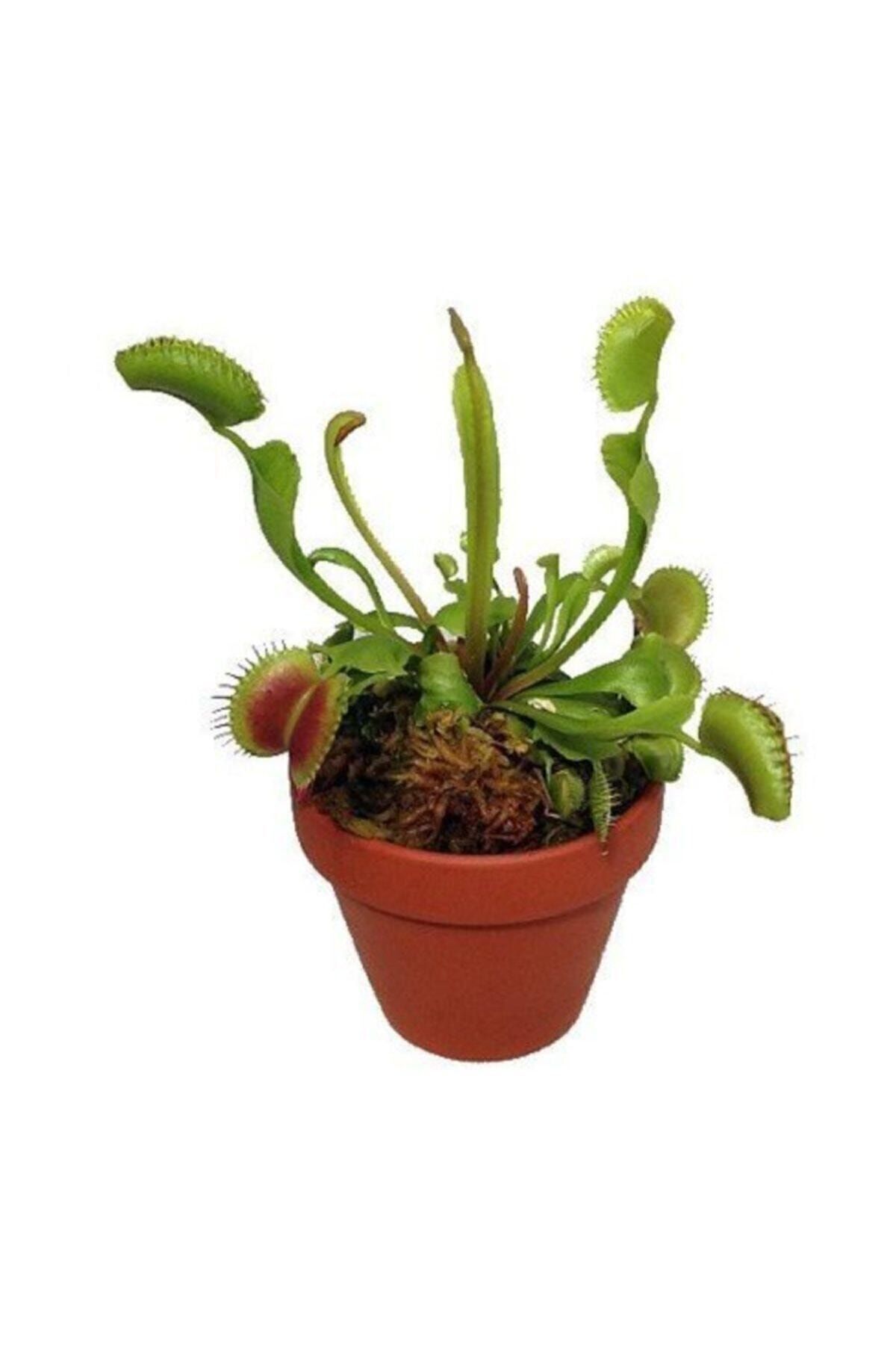 Genel Markalar Venus Fly Trap Tohumu 5 Adet Tohum Etçil Bitki Etobur Bitki Sinek Kapan