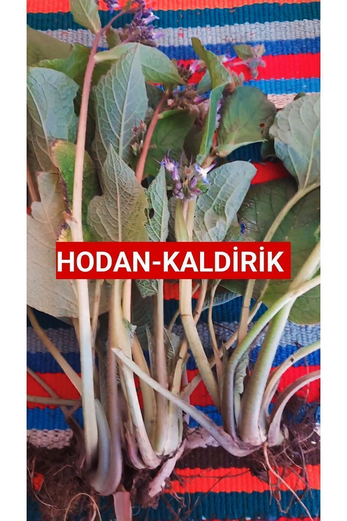 Genel Markalar 500 Gr. Kaldirik - Hodan - Ispıt Otu