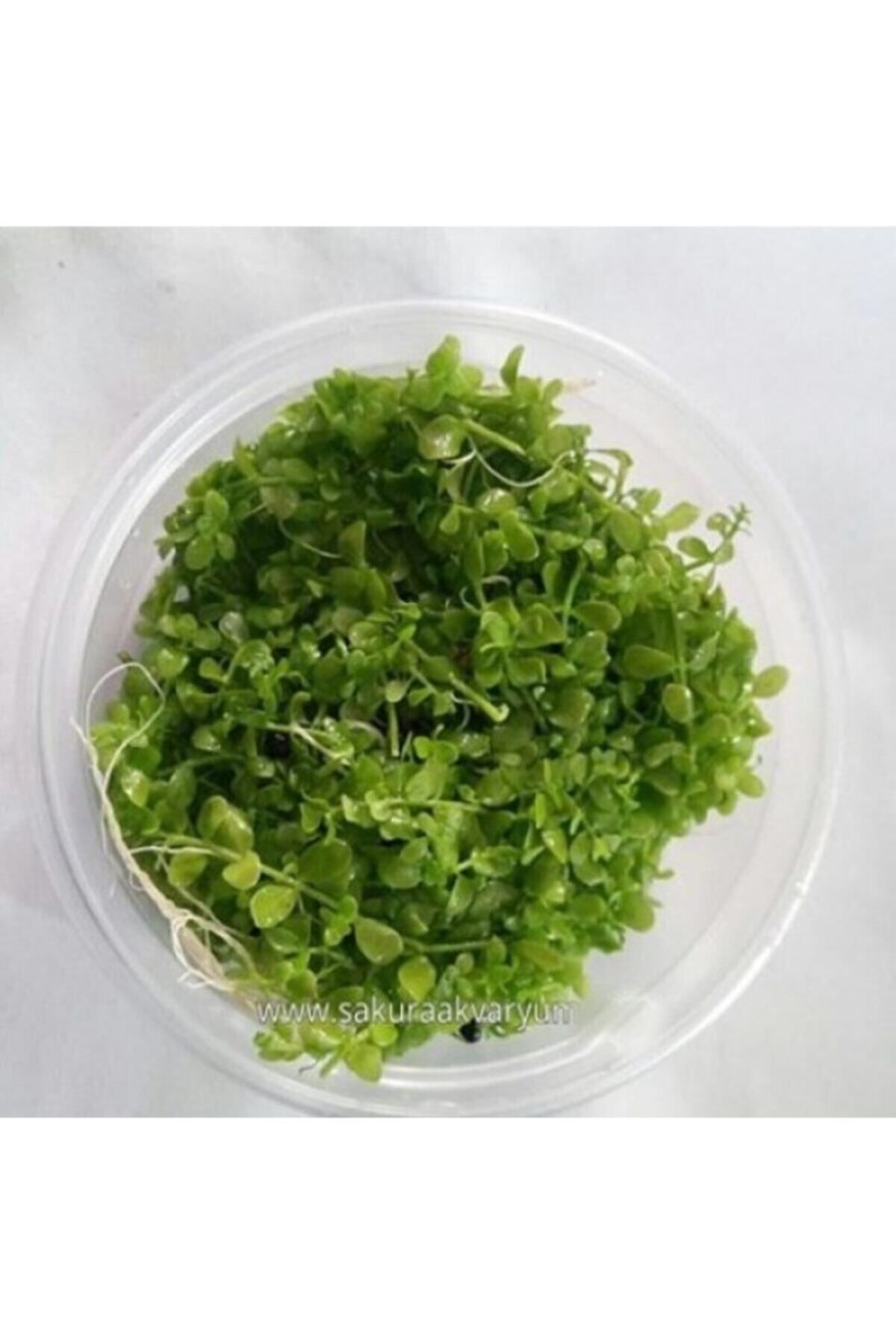 Marimo Scape Monte Carlo Zemin Bitkisi