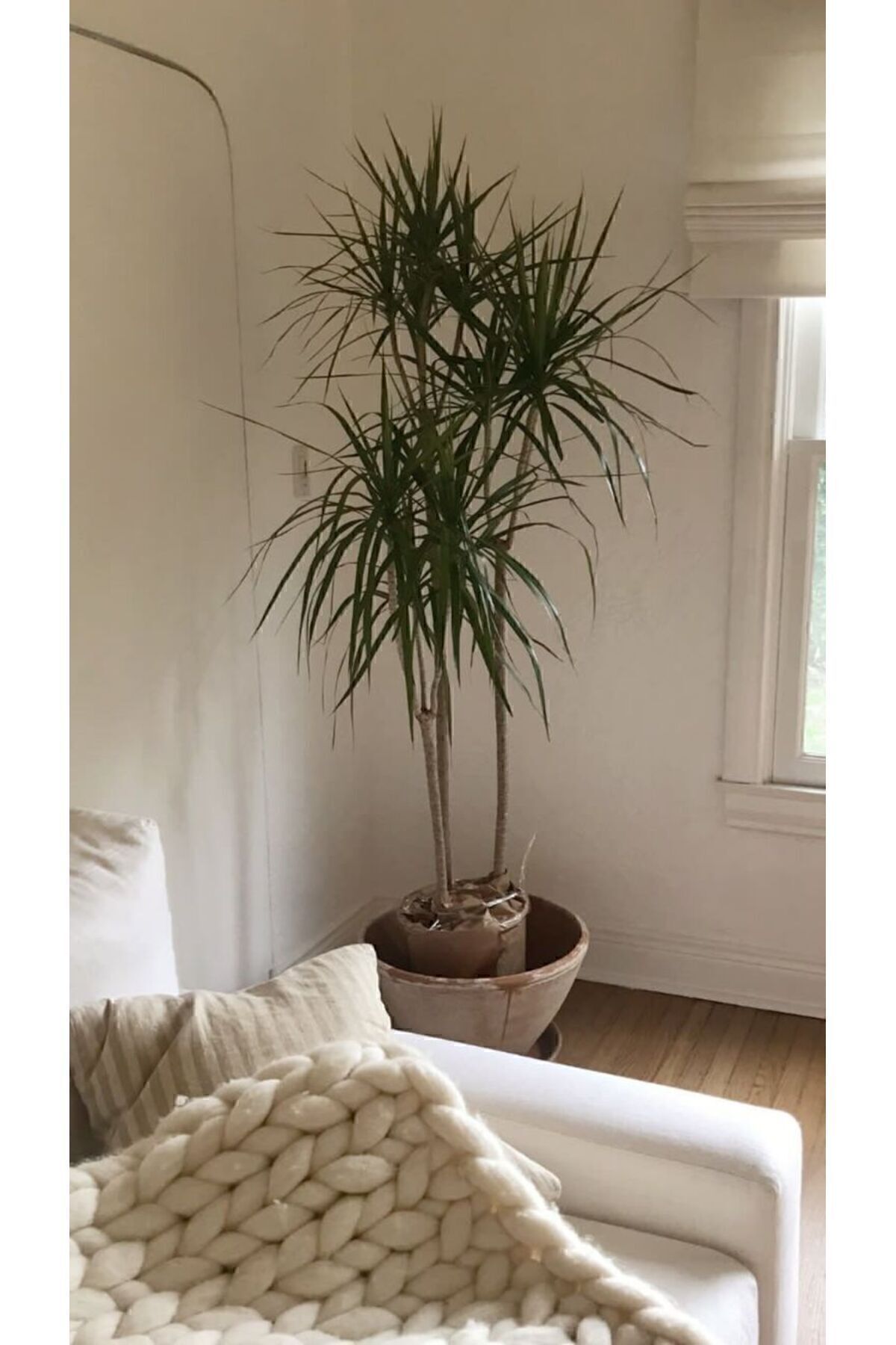 Green Flora Dracaena Marginata Büyük Boy - Madagaskar Dragon Ağacı Üç Gövdeli Canlı Salon Bitkisi 130 - 150 Cm