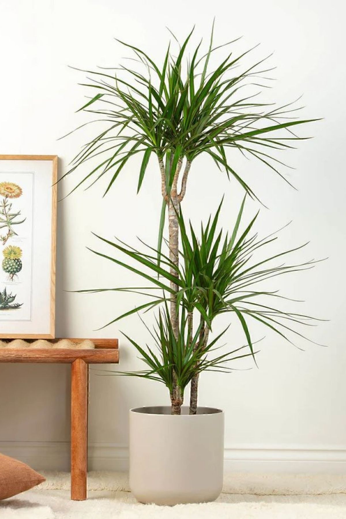 Garden Online Dracaena Marginata XL - Madagaskar Dragon Ağacı Üç Gövdeli Canlı Salon Bitkisi 130 - 150 Cm