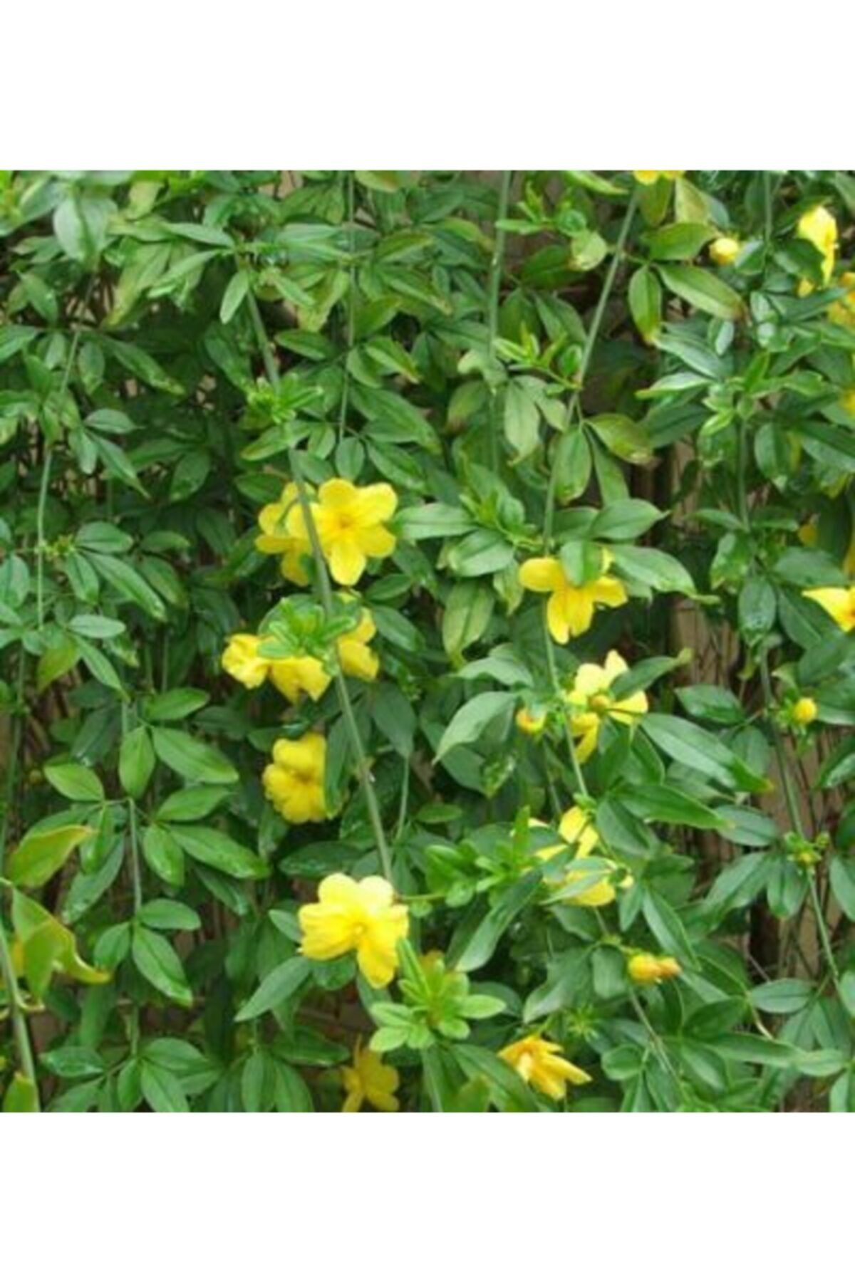lalaahmetbotanik Sarı Çiçekli Kokulu Yasemin Jasminum Fruticans