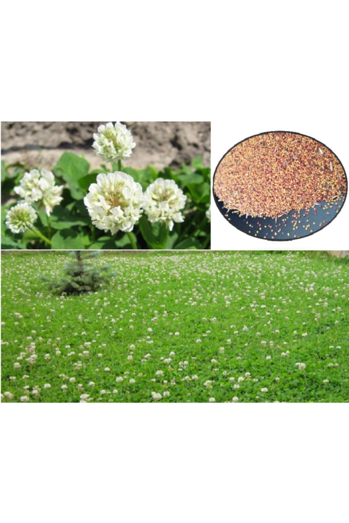 Asenya Ak Üçgül Tohumu 5 Kg Trifolium Repens Aküçgül Tohumu Süs Yoncası Tohumu Bodur Yonca