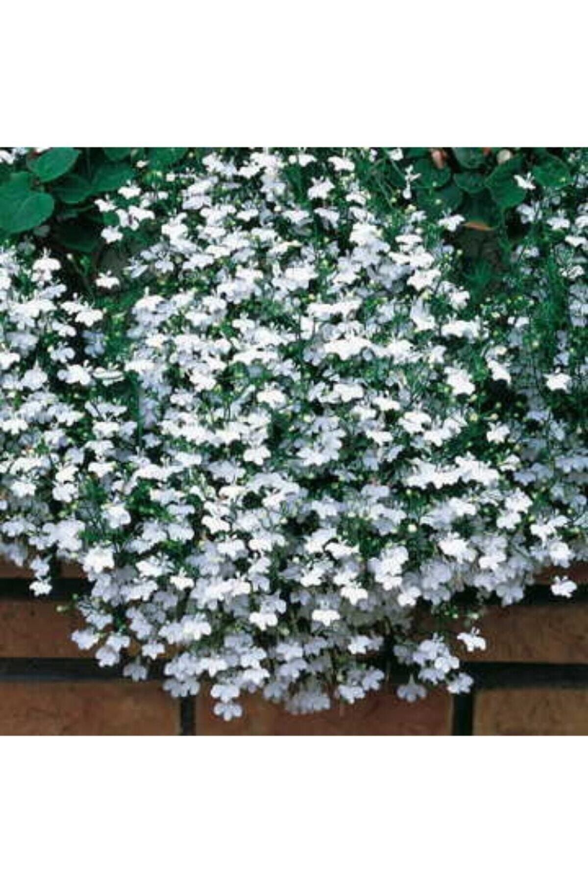 KAMONDO TOHUM 10 Adet Beyaz Renkli Sarkan Lobelya Çiçek Tohumu