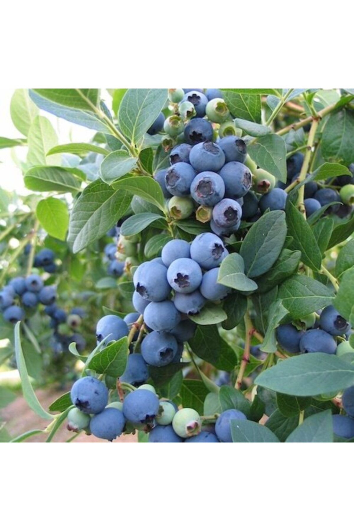 BURSATARIM Bluecrop Yaban Mersini Fidanı Saksılı Blueberry