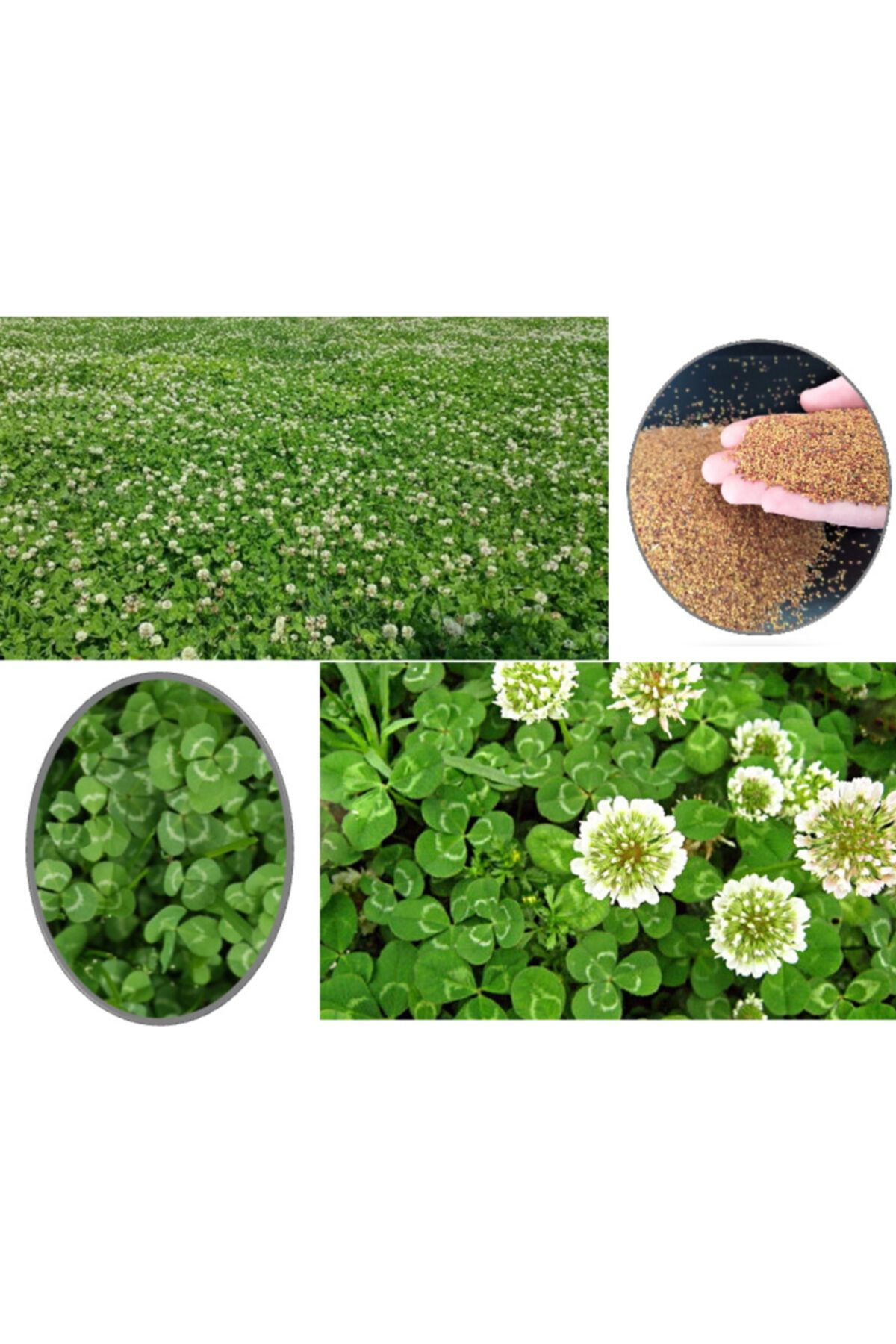 Asenya Ak Üçgül Tohumu 1 Kg Trifolium Repens Aküçgül Tohumu Süs Yoncası Tohumu Bodur Yonca Tohumu