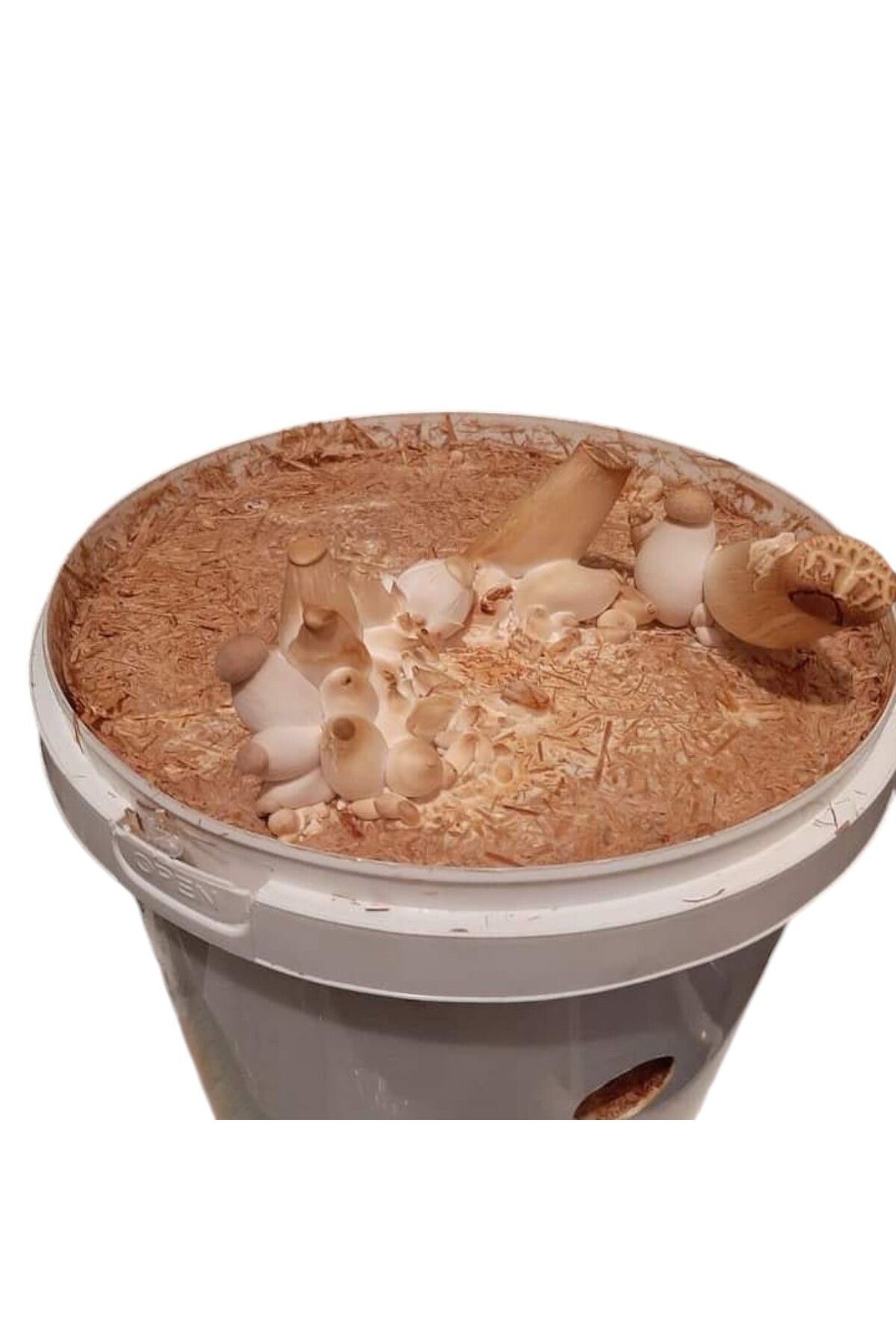 Arnego Kovada Eringi Mantar 5LT