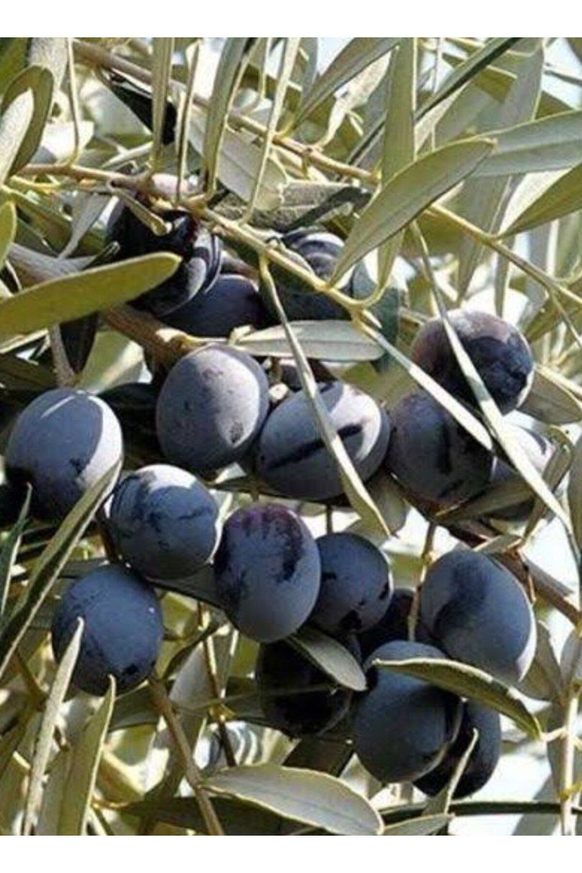 Store Gemlik trilye zeytin ağacı fidanı  (dev form)