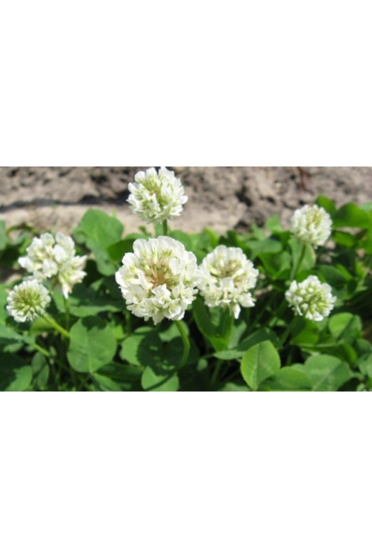 Ekodoğa Ak Üçgül Tohumu 500 Gr Trifolium Repens Aküçgül Tohumu Süs Yoncası Tohumu Bodur Yonca Tohumu