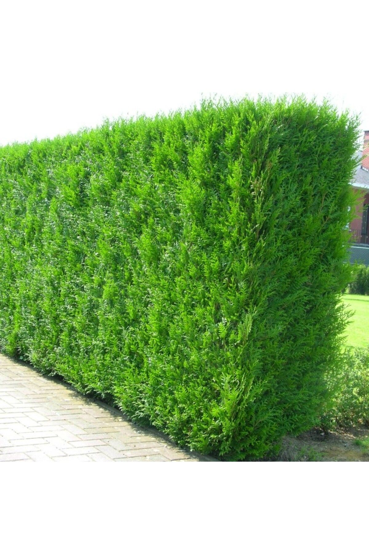 Tunç Botanik Yeşil Mazı Fidanı 5 Adet - Çit Bitkisi ( Thuja Orientalis )