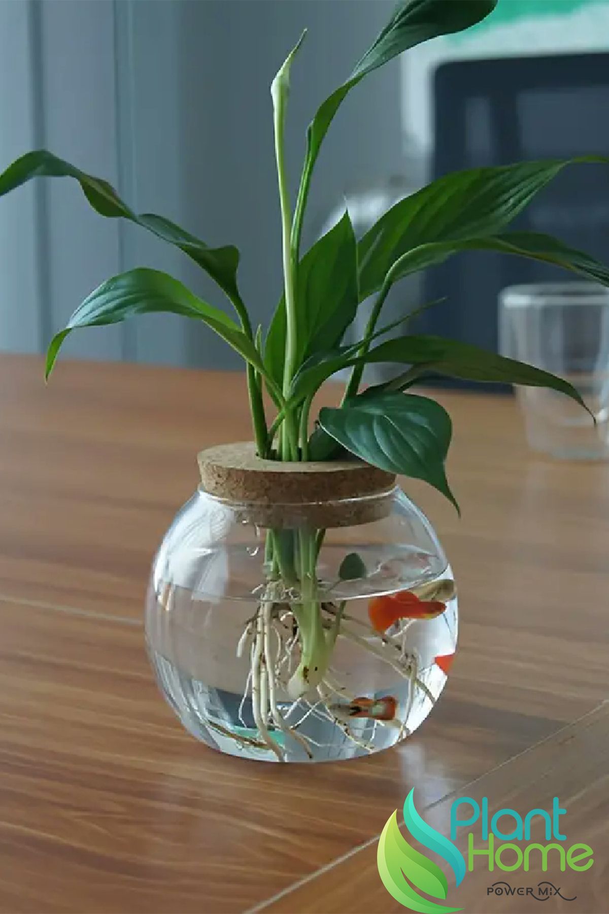 Plant Home Power Mix Hidroponik Bitki Yetiştirme Cam Fanus Vazo - Balık Akvaryumu - 12*14 Tropikal Bitkiler İçin Uygun