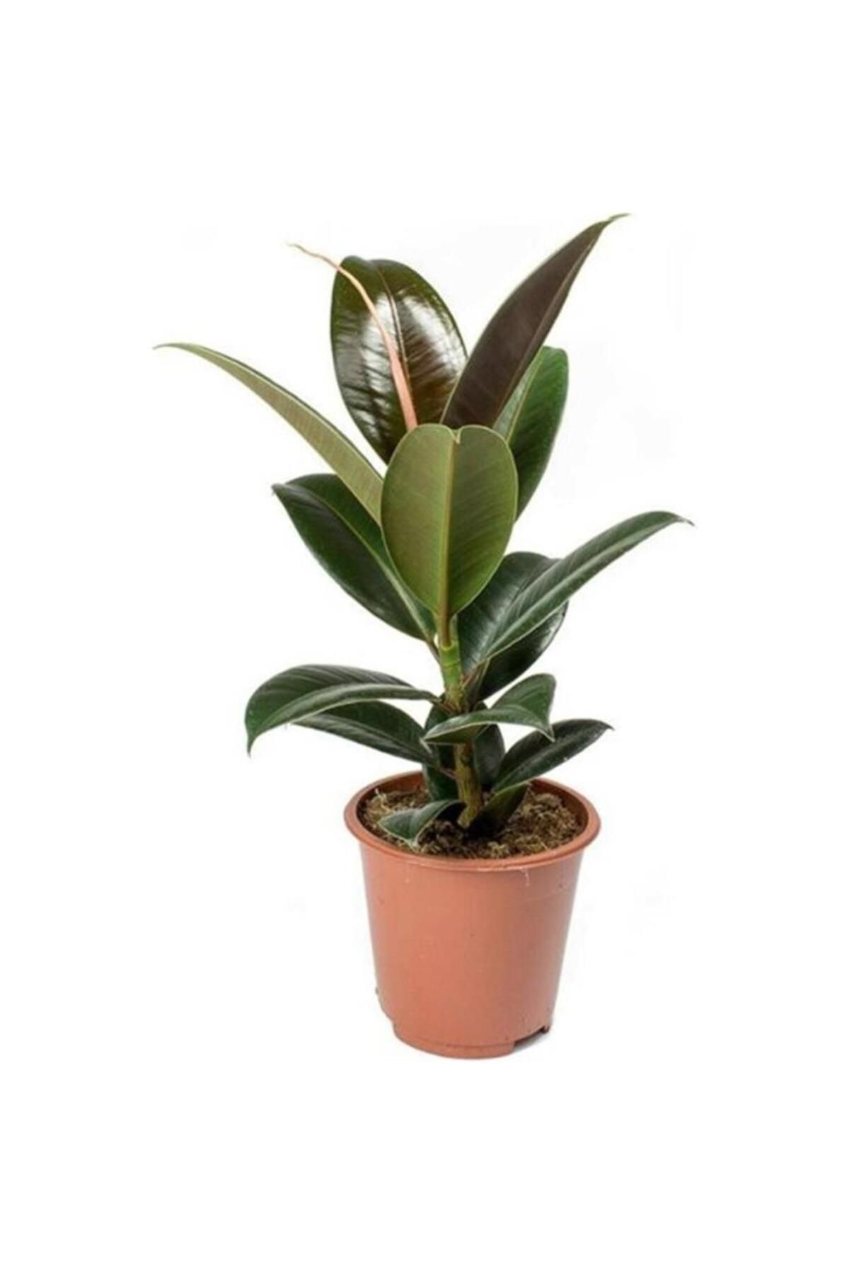 AselGarden Kauçuk Çiçeği Ficus Elastica 15-25 Cm