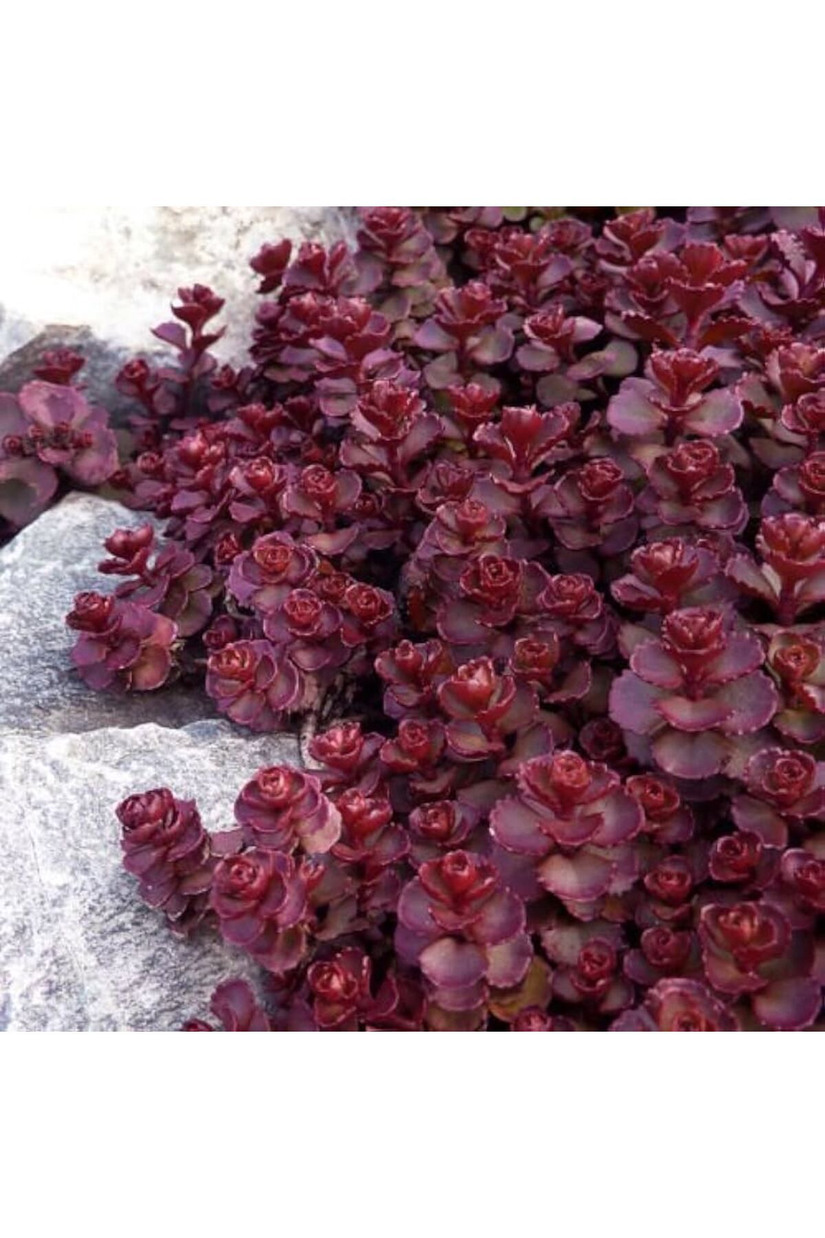 tnc garden groups Sedum Vodoo Kırmızı Dam Koruğu – Yer Örtücü Yayılıcı Bitki 135 Adet
