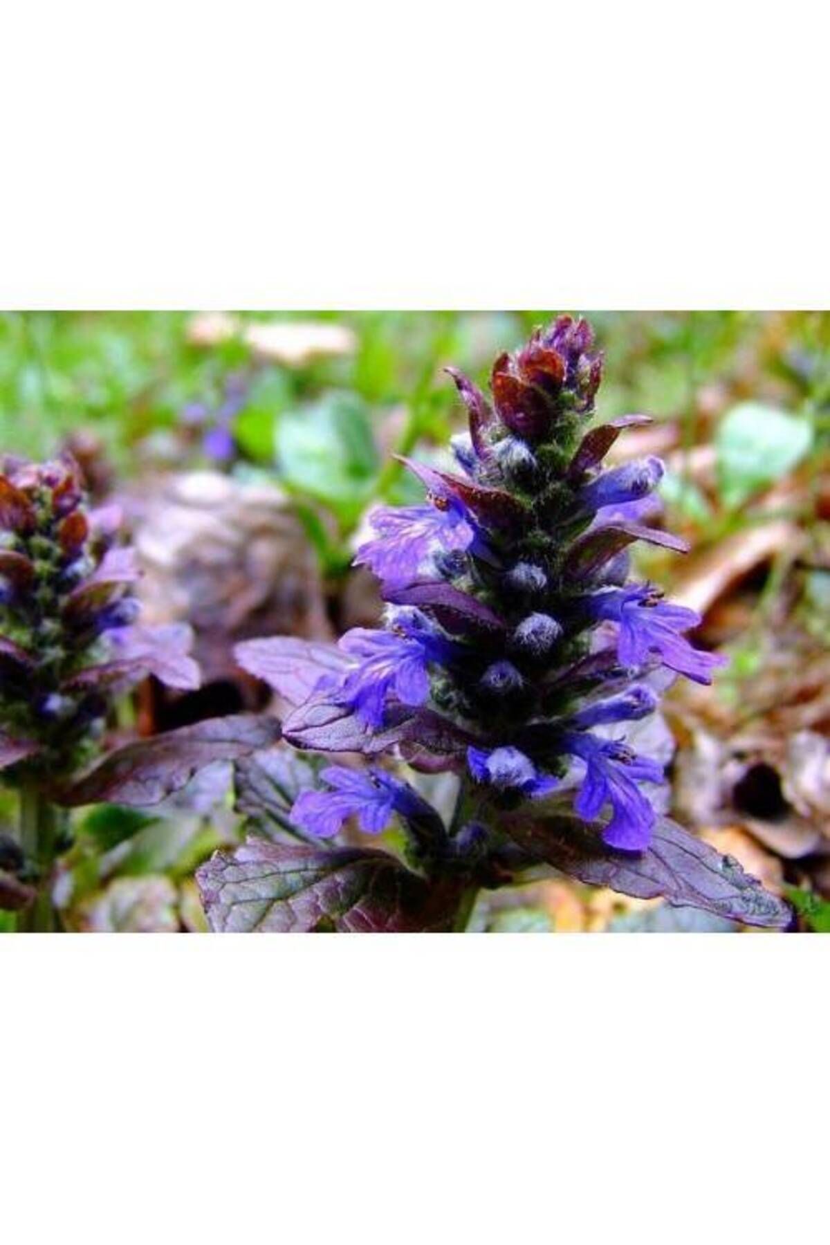 Tunç Botanik Ajuga - 10 Adet Bordo Yer Örtücü Bitki
