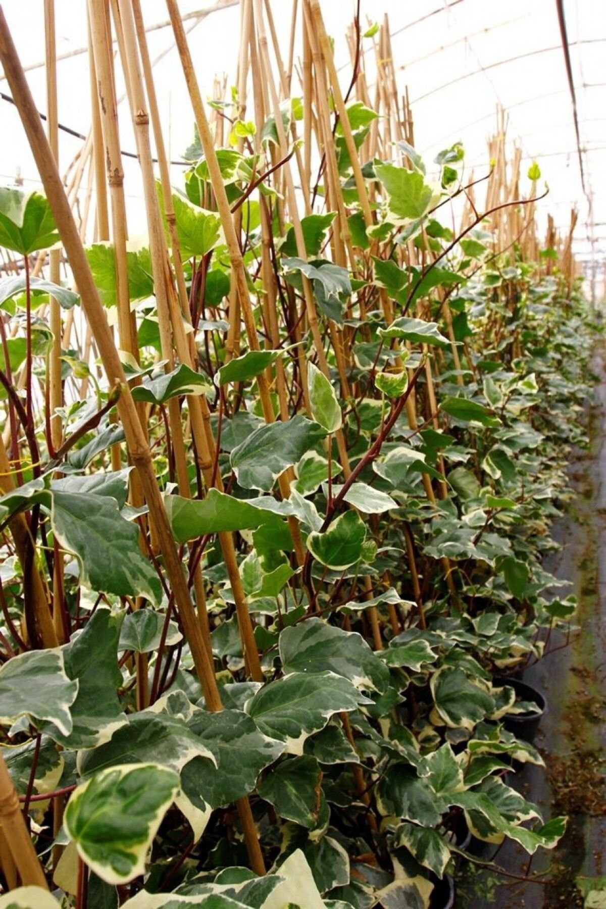 Tunç Botanik Hedera Orman Sarmaşığı 10 Adet - Alacalı Sarılıcı Bitki