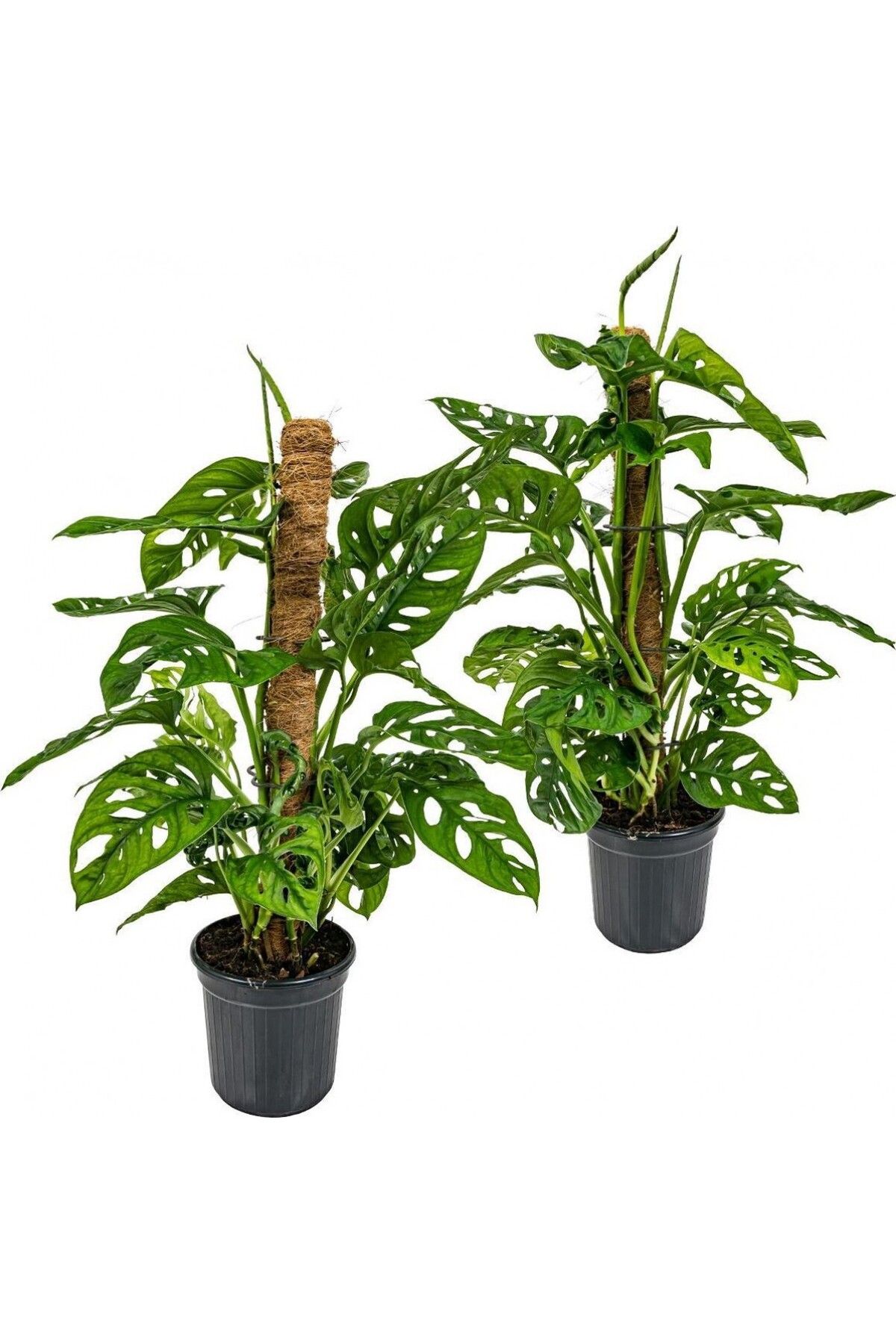 Tunç Botanik Delikli Devetabanı (monstera Adansonii Monkey Mask) Sopalı 2 Adet