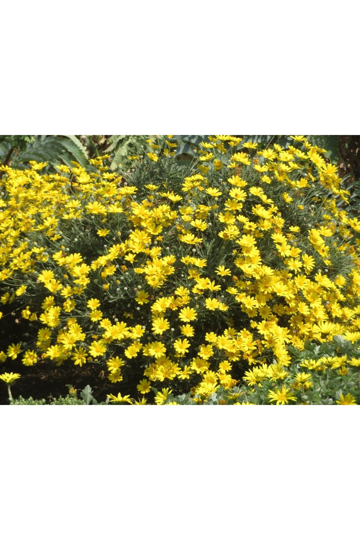 Tunç Botanik Sarı Papatya Euryops - Çok Yıllık Dış Mekan Çiçeği