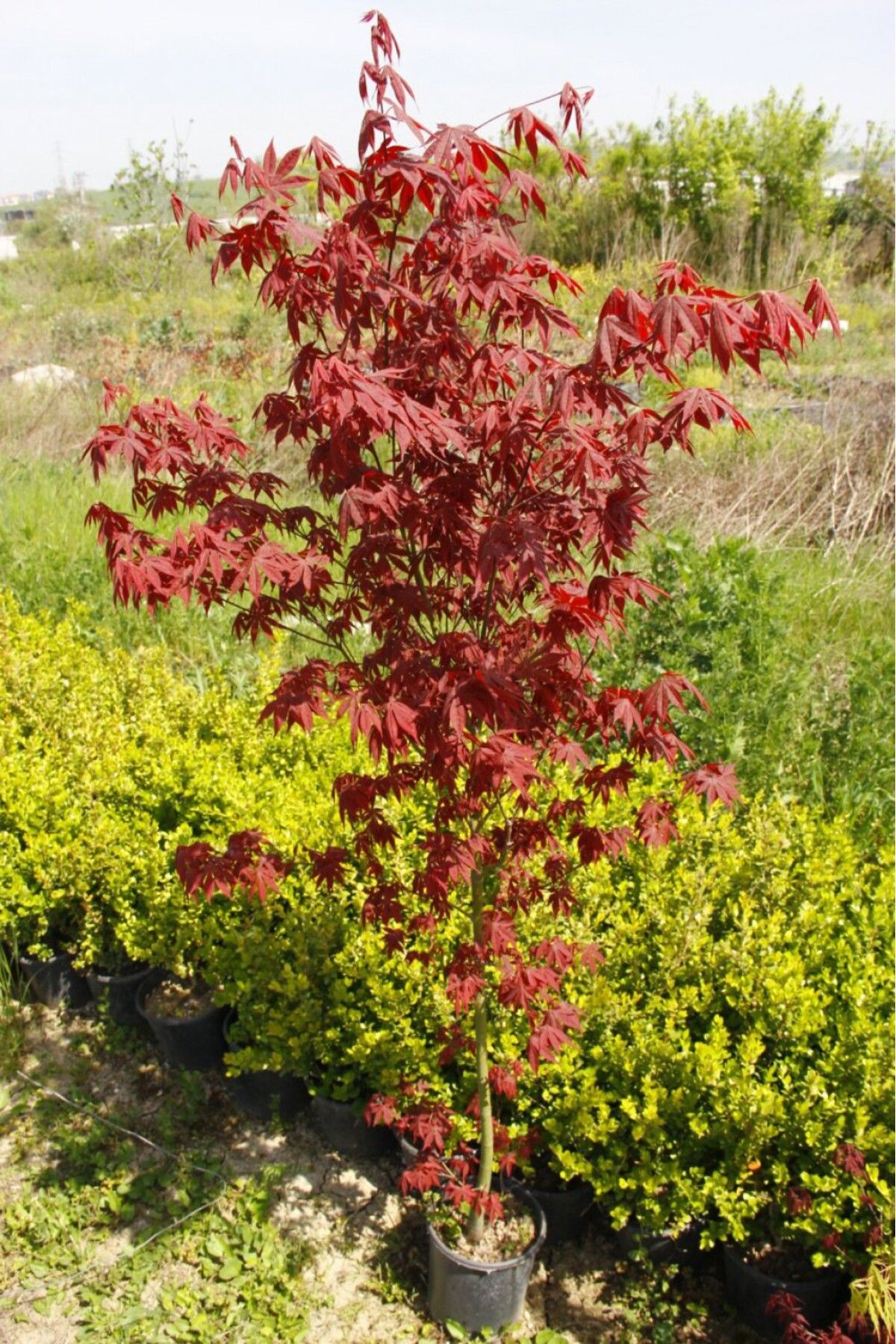 Tunç Botanik Kırmızı Japon Akçaağacı 150 - 200 Cm