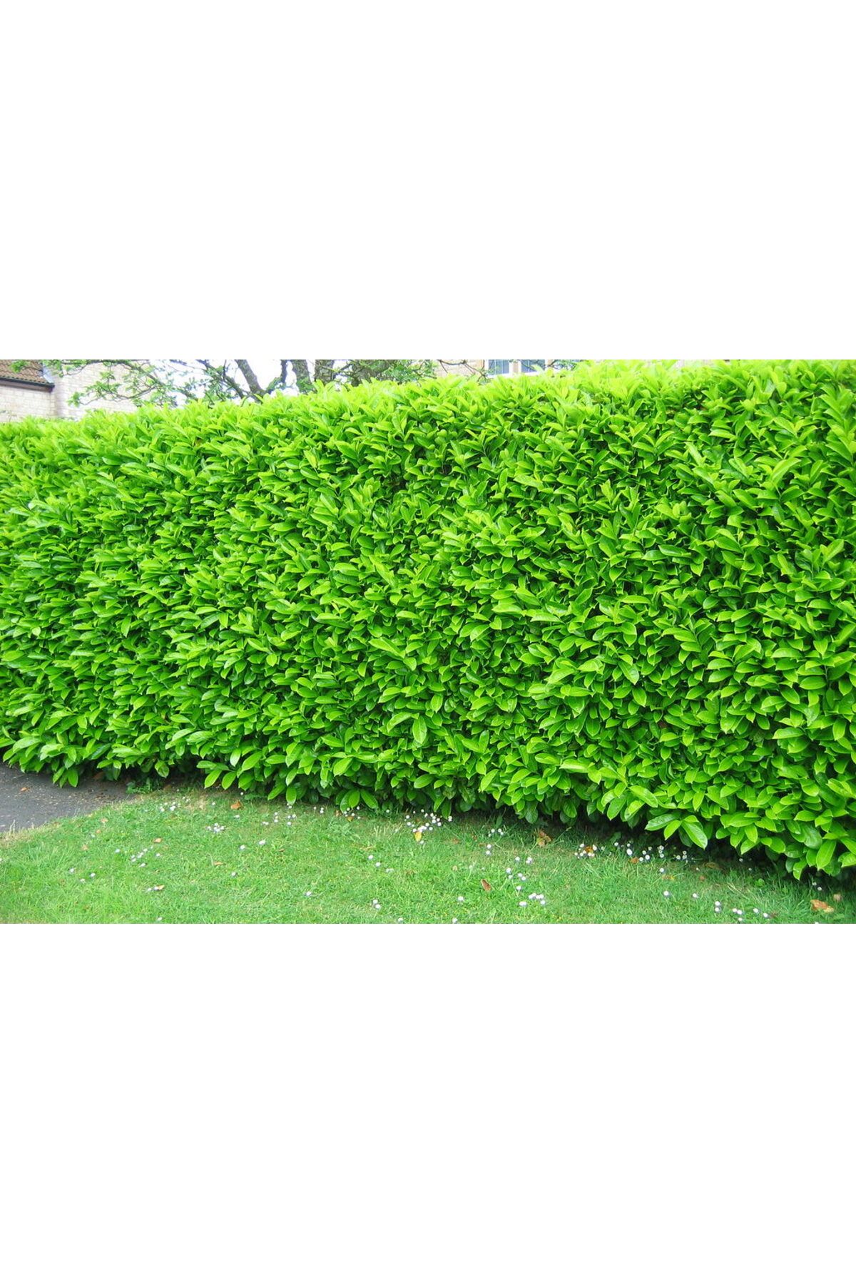 Tunç Botanik Kartopu Lucidum 10 Adet 30-40 Cm Çit Bitkisi